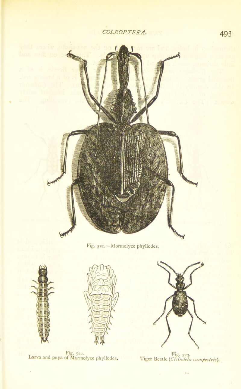 Kig. 521,—Mormolyce phyllodes,