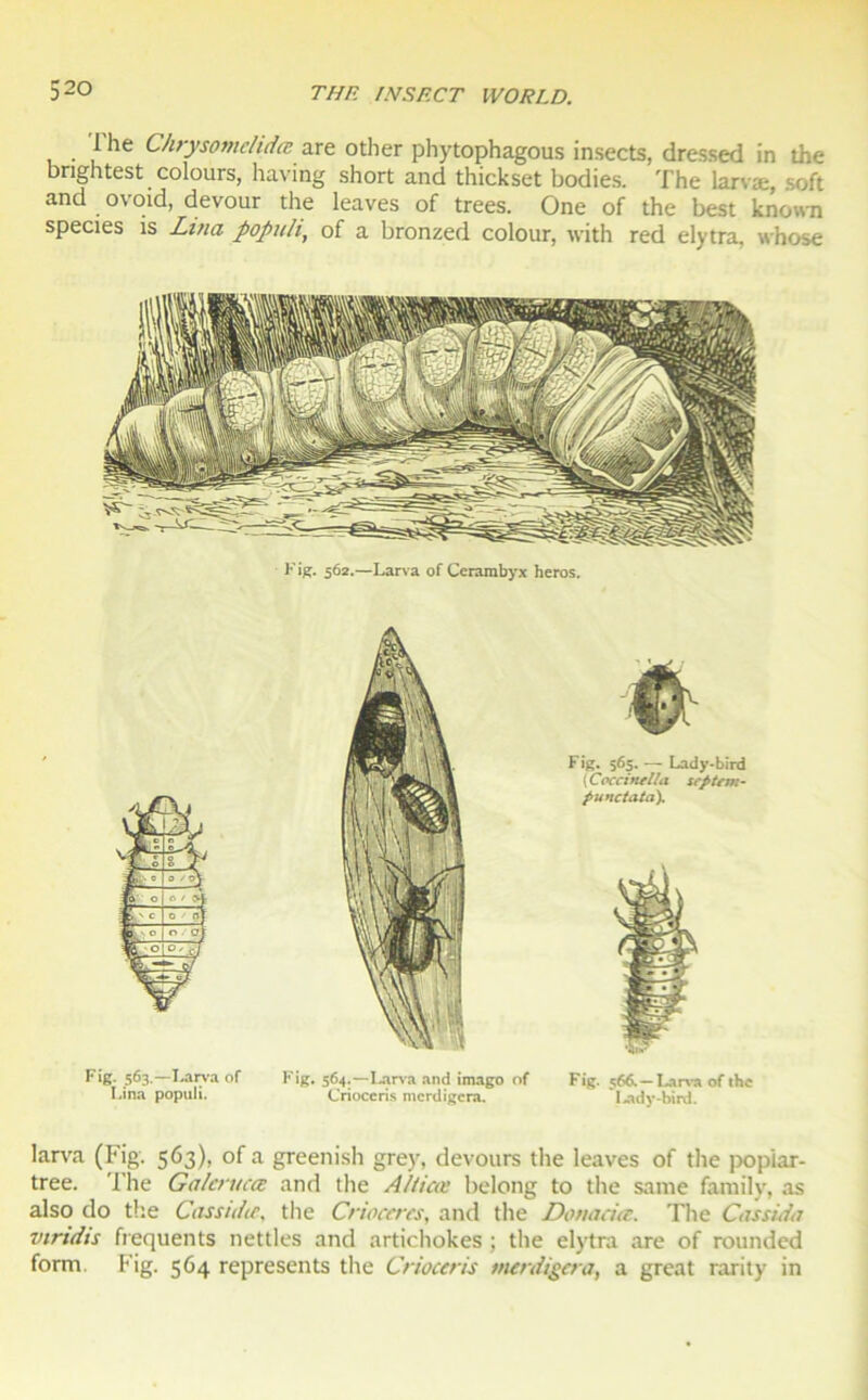 1 he Chrysomclidce are other phytophagous insects, dressed in the bnghtest colours, having short and thickset bodies. The larvæ, soft and ovoid, devour the leaves of trees. One of the best known species îs Lina popuh, of a bronzed colour, with red elytra, whose Fig. 562*—Larva of Cerarabyx héros. Fig. 563.—Larva of Lina populi. Fig. 564.—Larva and imago of Crioceris mcrdigcra. Fig. 566.— Larva of the Lady-bird. Fig. 565. — Lady-bird ( Coccintlia séptem- p u net ata). larva (Fig. 563), of a greenish grey, devours the leaves of the popiar- tree. I he Galcntcœ and the Allicœ belong to the sanie family, as also do the Cassidie, the Crioceres, and the Donacûe. The Gissidti vindis frequents nettles and artichokes ; the elytra are of rounded form. Fig. 564 represents the Crioceris mer digéra, a great rarity in