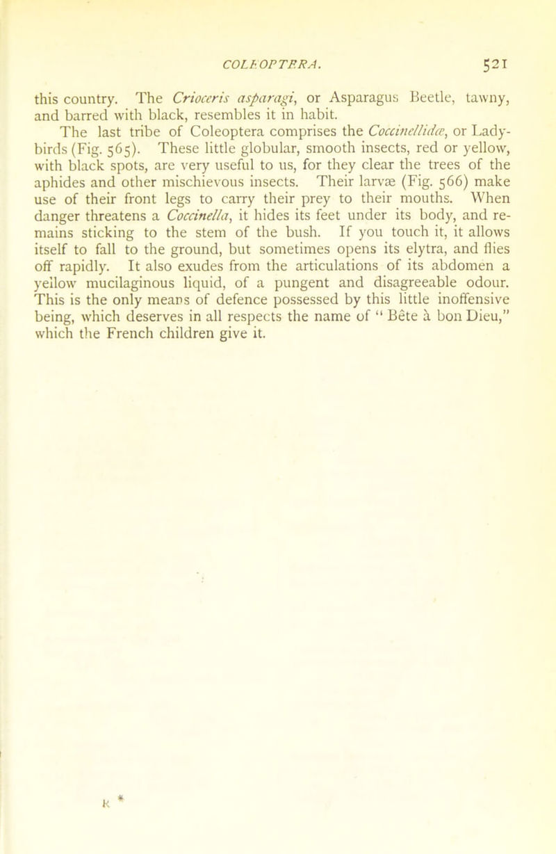 this country. The Crioceris asparagi, or Asparagus Beetle, tawny, and barred with black, resembles it in habit. The last tribe of Coleoptera comprises the Coccinellidœ, or Lady- birds (Fig. 565). These little globular, smooth insects, red or yellow, with black spots, are very useful to us, for they clear the trees of the aphides and other mischievous insects. Their larvæ (Fig. 566) make use of their front legs to carry their prey to their mouths. When danger threatens a Coccinella, it hides its feet under its body, and re- mains sticking to the stem of the bush. If you touch it, it allows itself to fall to the ground, but sometimes opens its elytra, and Aies off rapidly. It also exudes from the articulations of its abdomen a yellow mucilaginous liquid, of a pungent and disagreeable odour. This is the only means of defence possessed by this little inoffensive being, which deserves in ail respects the name of “ Bête à bon Dieu,” which the French children give it.