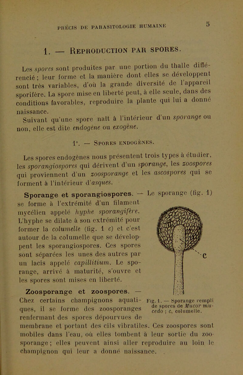 O \ — Reproduction par spores. Les spores sont produites par une portion du thalle diffé- rencié ; leur forme et la manière dont elles se développent sont très variables, d’où la grande diversité de l’appareil sporifère. La spore mise en liberté peut, à elle seule, dans des conditions favorables, reproduire la plante qui lui a donné naissance. Suivant qu’une spore naît à l’intérieur d’un sporange ou non, elle est dite endogène ou exogène. 1». — Spores endogènes. Les spores endogènes nous présentent trois tj pes à étudier, les sporangiospores qui dérivent d’un sporange, les zoospoies qui proviennent d’un zoosporange et les ascospoies qui se forment à l’intérieur d’asques. Sporange et sporangiospores. Le sporange (lig. 1) se forme à l’extrémité d’un filament mycélien appelé hyplie sporangifère. L’hypbe se dilate à son extrémité pour former la columelle (fig. 1 c) et c’est autour de la columelle que se dévelop- pent les sporangiospores. Ces spores sont séparées les unes des autres par un lacis appelé capillitiuni. Le spo- range, arrivé à maturité, s’ouvre et les spores sont mises en liberté. Zoosporange et zoospores. — Chez certains champignons aquati- Fig. i. — Sporange lempii ques, il se forme des zoosporanges ceVo'^“c%oîuSr.‘“' renfermant des spores dépourvues de membrane et portant des cils vibratiles. Ces zoospores sont mobiles dans l’eau, où elles tombent à leur sortie du zoo- sporange ; elles peuvent ainsi aller reproduire au loin le champignon qui leur a donné naissance.