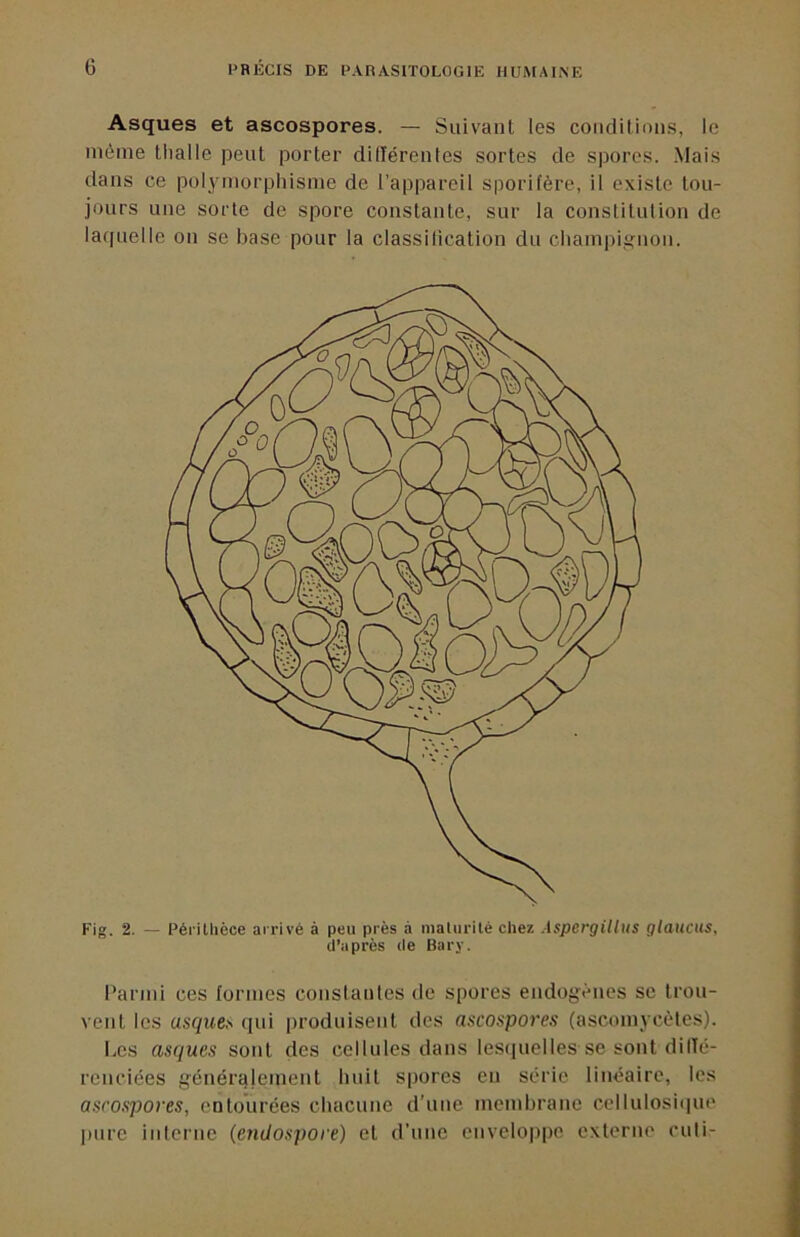 Asques et ascospores. — Suivant les coiidilions, le même tlialle peut porter dUîérentes sortes de spores. .Mais dans ce pol^unorphisme de l’appareil sporifère, il existe tou- jours une sorte de spore constante, sur la conslituüon de laquelle on se base pour la classitication du cliampiifiion. Fig. 2. — Péritlièce arrivé à peu près à maliirilé chez Aspergillus glaitcus, d’après de Bary. Parmi ces tonnes coiislautes de spores endogènes se trou- vent les asçwe,s qui produisent des ascospores (ascomycètes). I.os asques sont des cellules dans lesipielles se sont dilTé- reuciées générajement huit spores en série linéaire, les ascospores, entourées chacune d’une membrane cellulosi(iue juire interne (endospore) et d’une enveloppe externe cuti-
