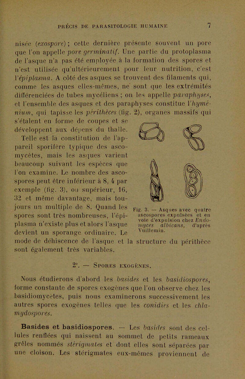 nisée {exospore) ; celte dernière présente souvent un pore que l’on appelle pore germinatif. Une partie du protoplasnia de l’asque n’a pas été employée à la formation des spores et n’est utilisée qu’ultérieurement pour leur nutrition, c’est Vépiplasmu. A côté des asques se trouvent des filaments qui, comme les asques elles-mêmes, ne sont que tes extrémités dilTérenciées de tubes mycéliens ; on les appelle paraphgses, et l’ensemble des asques et des paraphyses constitue Vhymé- nium, qui tapisse les pêrithèces (fig. 2), organes massifs qui s’étalent en forme de coupes et se développent aux dépens du llialle. Telle est la constilution de l’ap- pareil sporifère typique des asco- mycètes, mais les asques varient beaucoup suivant les espèces que l’on examine. Le nombre des asco- spores peut être intérieur à 8, 4 par exemple (fig. 3), ou supérieur, 16, 32 et même davantage, mais tou- jours un multiple de 8. Quand les spores sont très nombreuses, l’épi- plasma n’existe plus et alors l’asque devient un sporange ordinaire. Le mode de déhiscence de l’asque et la structure du péritbèce sont également très variables. Fig. 3. — Asques avec quatre ascospores expulsées et en voie d’expulsion chez Endu- myces albicans, d’après Vuillemin. 2“. — Spores exogènes. Nous étudierons d’abord les basldes et les basidiosporea, forme constante de spores exogènes que l’on observe chez les basidiomycétes, puis nous examinerons successivement les autres spores exogènes telles (|ue les conidies et les clüa- mydoKpores. Basides et basidiospores. — Les basides sont des cel- lules renflées qui naissent au sommet de petits rameaux grêles nommés stérigmaUs et dont elles sont séparées par une cloison. Les slérigmales eux-mèmes proviennent de
