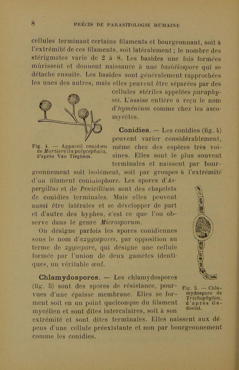 cellules terminant certains filaments et bourgeonnant, soit à l’extrémité de ces filaments, soit latéralement ; le nombre des stérigmates varie de 2 à 8. Les basides une fois formées mûrissent et donnent naissance à une basidiospore qui se détache ensuite. Les basides sont généralement rapprochées les unes des autres, mais elles peuvent être séparées par des cellules stériles appelées paraphy- - ses. L’assise entière a reçu le nom d’hyménium comme chez les asco- mycètes. Conidies. — Les conidies (fig. 4) peuvent varier considérablement, ^'8- — Appaieii conidien même chez des espèces très voi- de Morherellapolycephala, . d’après Van Tieghem. siiies. Elles sont le plus souvent terminales et naissent par bour- geonnement soit isolément, soit par groupes à l’extrémité d’un filament coniaiopliore. Les spores d’fis- pergülus et de Pénicillium sont des chapelets de conidies terminales. Mais elles peuvent aussi être latérales et se développer de part et d’autre des hyphes, c’est ce que l’on ob- serve dans le genre Microsporum. On désigne parfois les spores conidiennes sous le nom d'azyyospores, par opposition au terme de zyyospore, qui désigne une cellule, formée par l’union de deux gamètes identi- (jues, un véritable œuf. Chlamydospores. — Les clilamydospores (fig. 5) sont dos spores de résistance, pour- vues d’une épaisse membrane. Elles se for- ment soit en un point quelcompie du filament mycélien et sont dites intercalaires, soit à son extrémité et sont dites terminales. Elles naissent aux dé- pens d’une cellule préexistante et non par bourgeonnement comme les conidies. Fig. b. — Clila- mydospore de Triclwphyloti, d’après Ge- doelst.