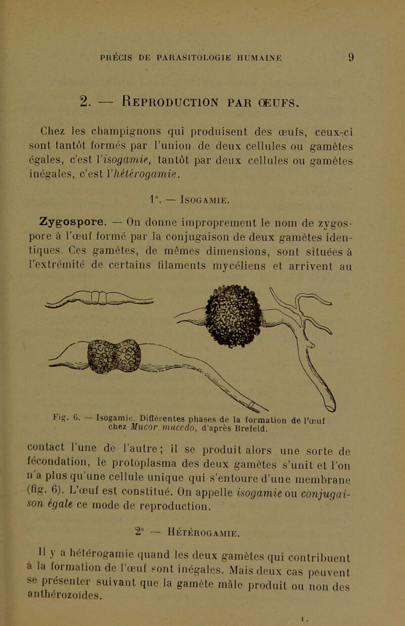 2. — Reproduction par œufs. Chez les champignons qui produisent des œufs, ceux-ci sont tantôt formés par l’union de deux cellules ou gamètes égales, c'est Visogamie, tantôt par deux cellules ou gamètes inégales, c’est Vhétérogamie. 1. — Isogamie. Zygospore. — On donne improprement le nom de zygos- pore à l’œuf formé par la conjugaison de deux gamètes iden- tiques. Ces gamètes, de mêmes dimensions, sont situées à l’extrémité de certains lilaments mycéliens et arrivent au Fig. G. — Isogamie. Difléienles phases de la formation de l’œuf chez Mucor mucedo, d’après Brefeld. contact l’une de l’autre; il se produit alors une sorte de fécondation, le protoplasma des deux gamètes s’unit et l’on n’a plus qu’une cellule unique qui s’entoure d’une meinhrane (fig. 6). L œuf est constitué. On appelle isogamie ou conjugai- son égale ce mode de reproduction. 2° — Hétérogamie. Il y a hétérogamie quand les deux gamètes qui contrihuent a la formation de l’œuf .-^ont inégales. Mais deux cas peuvent se présenter suivant que la gamète mâle produit ou non des anthérozoïdes.
