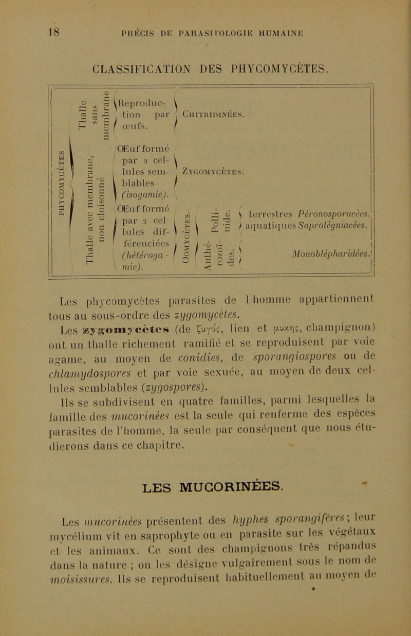 CLASSIFICATION DES FHYCOMYCÈTES. 2. -J. 'à i^Reiiroduc- ^ ^ § -2 lion par , CiiiTHiniiMÎES. a f œnfs. I O S CEuf formé ! par 2 cel- lules sem- blables f (isogamie). fEuf formé par 2 col Iules dif Y, Zt(;omu;ètes. t/î — ii S terrestres Péronosporacèes. \ t \ :2 i y aquatiques Sap/'olé(/n/acées. ’ r 1 ' féreiiciées i ‘C iim (héléroga ' ^ ^ ^ S o ) mie). < Moiioblépharidées Les phycomycotcs parasites de 1 homme appartiennent tous au sous-ordre des zijyomycèles. Les Ky?ï<nnycète!« (de Ç^yoî, lien et cliamiiignon) ont un thalle ricliement ramilié et se reproduisent par voie agame, au moyen de conidies, de sporangiospores ou de clUamydospores et par voie sexuée, au moyen de deux cel- lules semblables (zygospores). Ils se subdivisent en quatre familles, parmi lesquelles la famille des mucorinées est la seule qui renferme des espèces parasites de l’homme, la seule par conséquent que nous étu- dierons dans ce chapitre. les mugorinées. Les mucorinées présentent des hyplies sporaugifères, lent mycélium vit en saprophyte ou en parasite sur les végétaux et les animaux. Ce sont des champignons très répandus dans la nature ; on les désigne vulgairement sous le nom de moisissures, lisse reproduisent hahituelleinent au moi en de