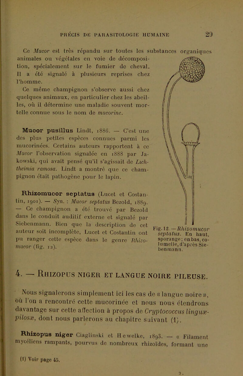 Ce Mucor est très répandu sur toutes les substances organiques animales ou végétales en voie de décomposi- tion, spécialement sur le fumier de cheA'al. 11 a été signalé à plusieurs reprises chez l’homme. Ce même champignon s’observe aussi chez quelques animaux, en particulier chez les abeil- les, où il détermine une maladie souvent mor- telle connue sous le nom de miicorine. Muoor pusülus Lindt, i88G. — C’est une des plus petites espèces connues parmi les mucorinées. Certains auteurs rapportent à ce Mucor l’observation signalée en 1888 par Ja- kowski, qui avait pensé qu’il s’agissait de Lich- theimia ramosa. Lindt a montré que ce cham- pignon était pathogène pour le lapin. Rhizomucor septatus (Lucet et Costan- tin, 1901). — Syn. : Mucor septatus Bczold, 1889. — Ce champignon a été trouvé par Bezold dans le conduit auditif externe et signalé par Sicbenmann. Bien que la description de cet auteur soit incomplète, Lucet et Costantin ont pu ranger cette espèce dans le genre Hhizo- mucor (Vig. 12). Fig. Vi. —Rhizomucor septatus. En haut, sporange; enbas,co- Inmelle,d’après Sie- benmann. 4. — RhIZOPUS NIGER ET LANGUE NOIRE PILEUSE. Nous signalerons simplement ici les cas de « langue noire », bit l’on a rencontré cette mucorinée et nous nous étendrons davantage sur cette affection à propos de Cryptococcus linguæ- pilosæ, dont nous parlerons au chapitre suivant (1). Rhizopus niger Ciaglinski et lIcAvelke, 1898. — « Filament mycéliens rampants, pourvus do nombreux rhizoïdes, formant une (I) Voir page 45.