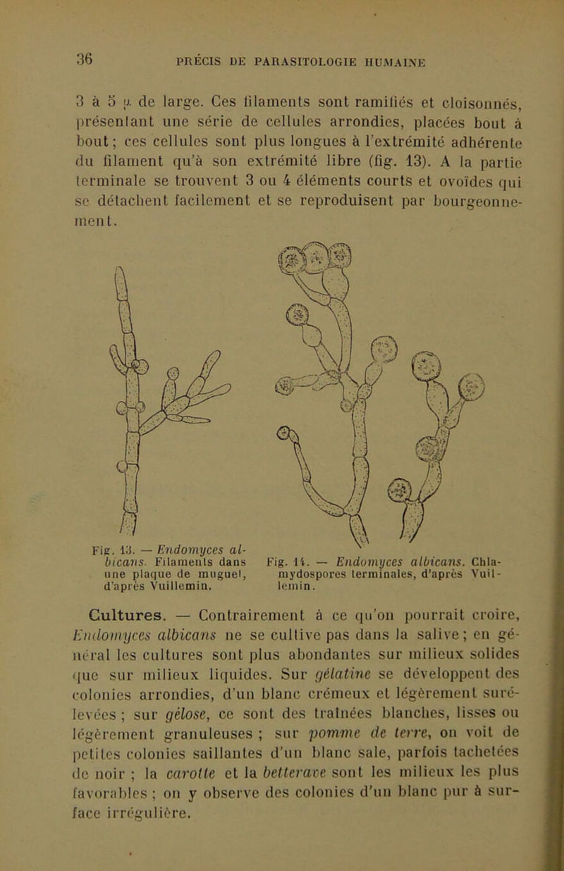 3 à O IJ. de large. Ces lilaments sont ramiliés et cloisonnés, présenlant une série de cellules arrondies, placées bout à bout; ces cellules sont plus longues à l’extrémité adhérente du filament qu’à son extrémité libre (fig. 13). A la partie terminale se trouvent 3 ou 4 éléments courts et ovoïdes qui se détachent facilement et se reproduisent par bourgeonue- incnt. Fie. 13. — Endomyces al- btcavs. Filaïueiils dans une plaque de muguel, d'après Vuillemin. Fig. U. — Endomyces albicans. Chla- niydospores terminales, d’apres Vuil- leinin. Cultures. — Contrairement à ce qu’on pourrait croire, Endomyces albicans ne se cultive pas dans la salive; en gé- néral les cultures sont plus abondantes sur milieux solides <iue sur milieux liquides. Sur gélatine se développent des colonies arrondies, d’un blanc crémeux et légèrement suré- levées ; sur gélose, ce sont des traînées blanches, lisses ou légèrement granuleuses ; sur pomme de terre, on voit de petites colonies saillantes d’un blanc sale, parfois tachetées de noir ; la carotte et la betterave sont les milieux les plus favorables ; on y observe des colonies d’un blanc pur à sur- face irréfi-ulière.