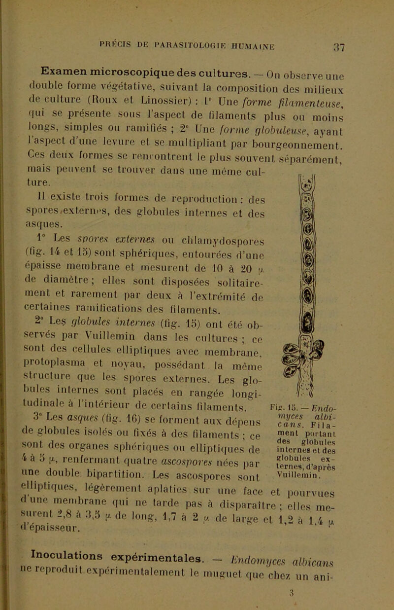 Examen microscopique des cultures. — Oii observe une double forme végétative, suivant la composition des milieux (le culture (Houx et Linossier) : 1° Une forme filfimenteuse, qui se présente sous l’aspect de filaments plus ou moins longs, simples ou ramifiés ; 2“ Une forme globuleuse, ayant l’aspect d’une levure et se multipliant par bourgeonnement. Ces deux foi mes se rencontrent le plus souvent séparément, mais peuvent se trouver dans une même cul- ture, y 11 existe trois formes de reproduction: des spores/externes, des globules internes et des asques. 1” Les spores externes ou clilamydospores (lig. 14 et 15) sont sphériques, entourées d’une épaisse membrane et mesurent de 10 à 20 \j. de diamètre; elles sont disposées solitaire- ment et rarement par deux à l’extrémité de certaines ramifications des filaments. 2” Le§ globules internes (tig. 15) ont été ob- servés par Vuillemin dans les cultures ; ce Sont des cellules elliptiques avec membrane, protoplasma et noyau, possédant la même structure que les spores externes. Les glo- bules internes sont placés en rangée longi- tudinale à l’intérieur de certains filaments. 3“ Les asques (fig. ifi) se forment aux dépens de globules i.solés ou fixés à des filaments ; ce sont^ des organes s|)bériques ou elliptiques de 4 à 5 |j., renfermant quatre ascospores nées par une double bipartition. Les ascospores sont elliptiques, légèrement aplaties sur une face .. ,/uu.vues dune membrane qui ne tarde pas à disparaître; elles me- surent 2,8 à 3,5 a de long, 1,7 à 2 u. de large et 1 2 à 1 4 a d épais.seur. ’ ’ ‘ Fis. lo. — Endo- myces albi- cans. Fila- ment portant (les globules internes et des globules ex- ternes, d’après Vuillemin. et pourvues Inoculations expérimentales. - Endomyces albicans ne reproduit expérimentalement le muguet que chez un ani- 3