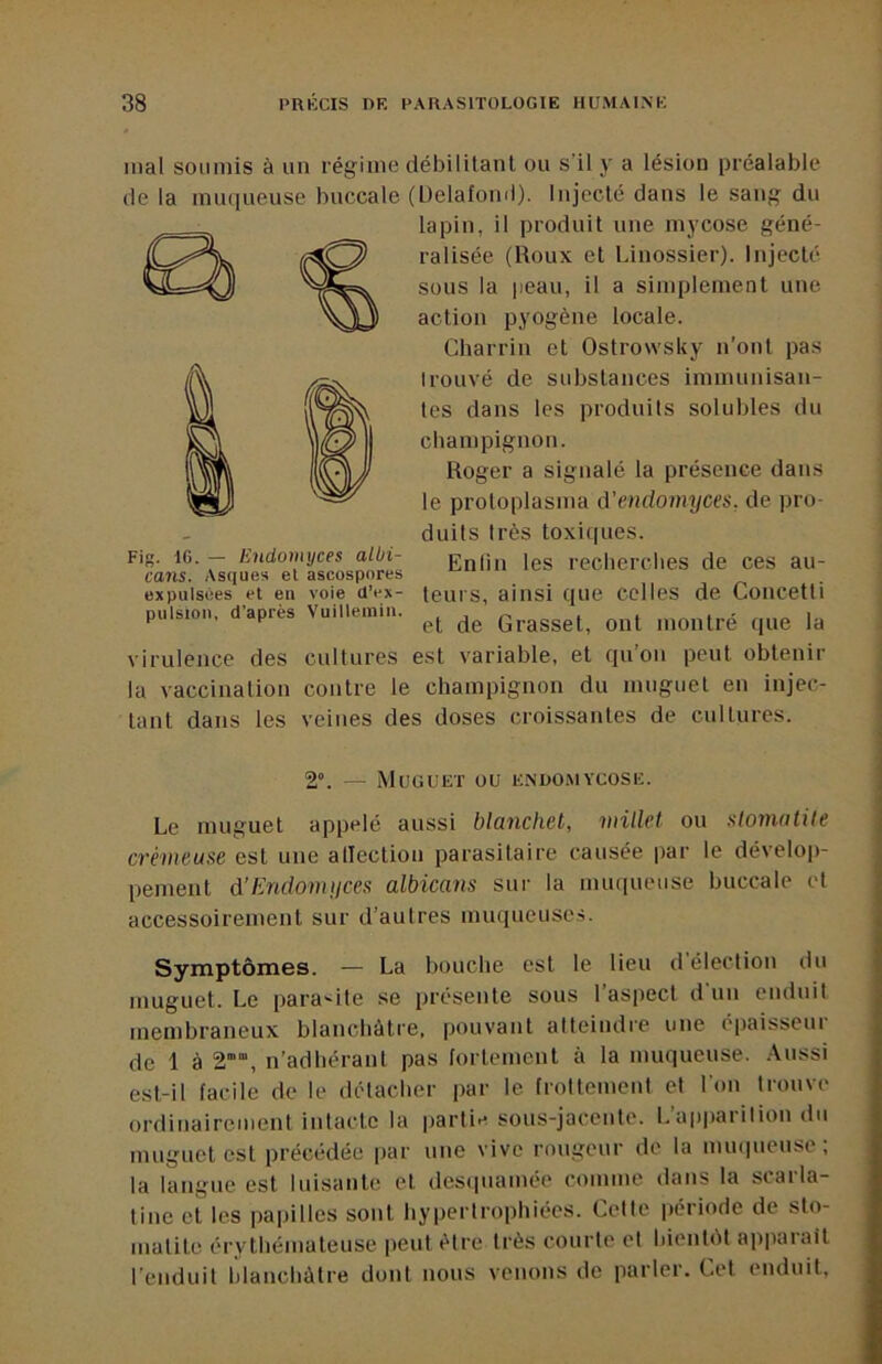 mal soumis à un régime débilitanl ou s’il y a lésion préalable (le la miuiueuse buccale (ÜelafomI). Injecte (ians le sang du lapin, il produit une mycose géné- ralisée (Roux et Linossier). Injecté sous la peau, il a simplement une action pyogène locale. Charrin et Ostrowsky n’ont pas trouvé de substances immunisan- tes dans les produits solubles du champignon. Roger a signalé la présence dans le proloplasma d'endomyces, de pro- duits très toxiques. Fig. IG. — Endomyces albi- Entiii les recherches de ces au- cans. As(iues el ascospores expulsées et eu voie d’ex- teui's, ainsi que cclIes de Concetti pulsion, d'après Vuillemin. virulence des cultures est variable, el qu’on peut obtenir la vaccination contre le champignon du muguet eu injec- tant dans les veines des doses croissantes de cultures. 2°. — Muguet ou e.ndomycose. Le muguet appelé aussi blanchet, mükl ou stomatite crémeuse est une atlection parasitaire causée par le dévelop- pement d’Endomyces albicans sur la mmiueuse buccale el accessoirement sur d’autres muqueuses. Symptômes. — La bouche est le lieu d’élection du muguet. Le para>^ite se présente sous 1 aspect d un enduit membraneux blanchâtre, pouvant atteindre une épaisseur de 1 à 2'“, n’adhérant pas fortement à la muqueuse, .\ussi est-il facile de le détacher par le froltemeut et l'on trouve ordinairement intacte la partie sous-jacente. L’aiiparilion du muguet est précédée par une vive rougeur de la mm|ueuse; la langue est luisante et dcsipiamée comme dans la scarla- tine et les papilles sont hypertrophiées. Cette période de slo- malile érythémateuse peut être très courte el bient(it apparail l’enduit blanchâtre dont nous venons de parler. Cet enduit.