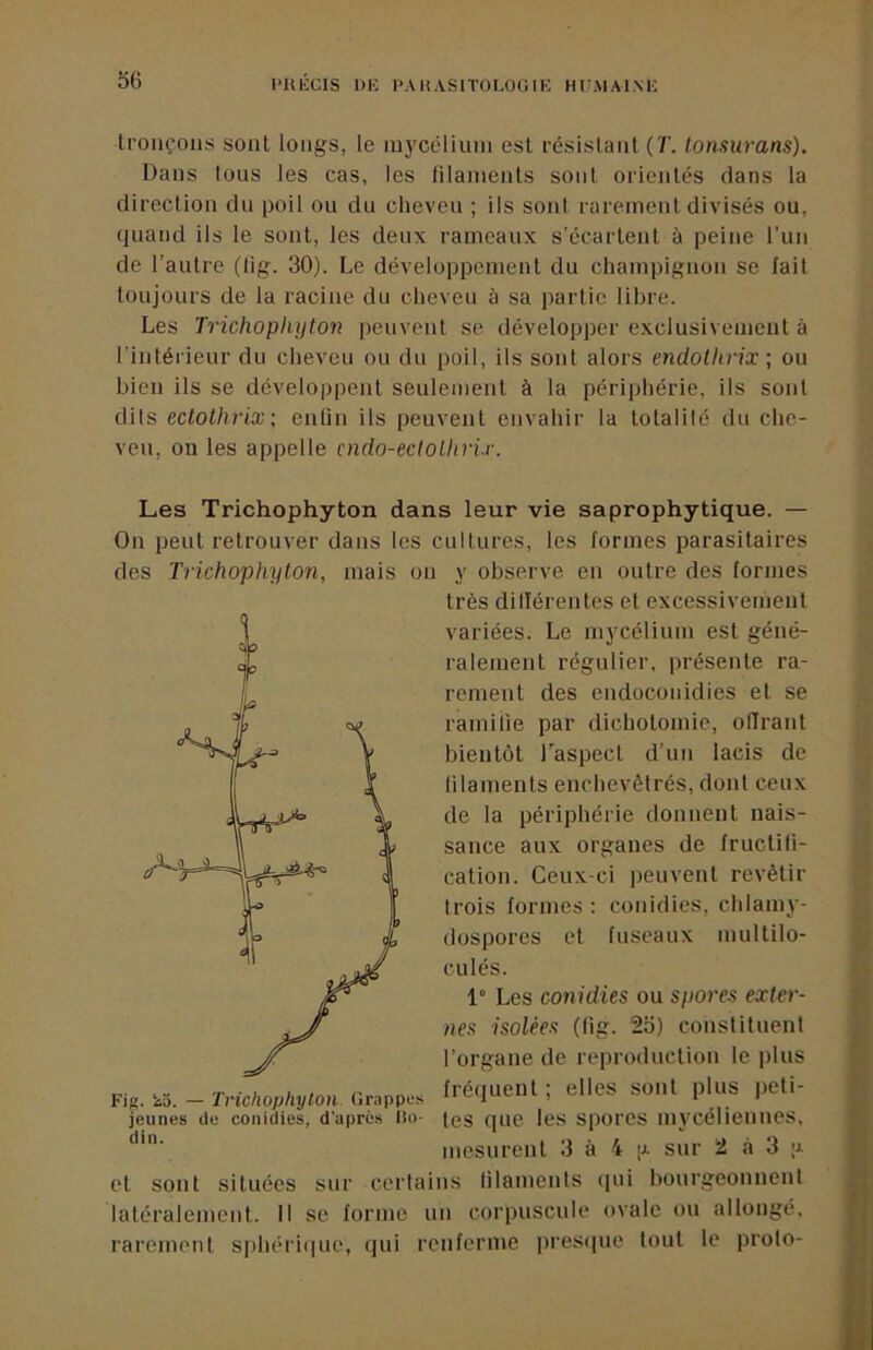 tronçons sont longs, le mycélium est résistant lonsurans). Dans tous les cas, les filaments sont orientés dans la direction du poil ou du cheveu ; ils sont rarement divisés ou, quand ils le sont, les deux rameaux s’écartent à peine l'un de l'autre (lig. 30). Le développement du champignon se fait toujours de la racine du cheveu à sa partie libre. Les Trichophyton peuvent se développer exclusivement à l’intérieur du cheveu ou du poil, ils sont alors endollirix ; ou bien ils se développent seulement à la périphérie, ils sont dits ectothrix; enlîn ils peuvent envahir la tolalilé du che- veu, on les appelle cndo-eclollirif. Les Trichophyton dans leur vie saprophytique. — On peut retrouver dans les cultures, les formes parasitaires des Trichophyton, mais on y observe en outre des formes très dillérentes et excessivement variées. Le mycélium est géné- ralement régulier, présente ra- rement des endoconidies el se ramifie par dichotomie, oITrant bientôt TaspecL d’un lacis de lilaments enchevêtrés, dont ceux de la périphérie donnent nais- sance aux organes de fructili- cation. Ceux-ci peuvent revêtir trois formes: conidies, chlamy- dospores et fuseaux multilo- culés. 1“ Les conidies ou spores exter- nes isolées (lig. 25) constituenl l’organe de reproduction le plus ... -Tl, fréouenl ; elles sont plus iieti- jeunes de conidies, d'après lio- (çg que les spores mycéliennes, mesurent 3 à 4 g sur 2 à 3 a et sont situées sur cerlains lilaments (|ui liourgeonnenl latéralement. Il se forme un corpuscule ovale ou allonge, rarement sphérique, qui renferme presipie tout le prolo-