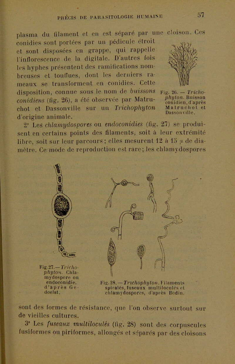 plasma du filament et en est séparé par une cloison. Ces conidies sont portées par uu pédicule étroit et sont disposées en grappe, qui rappelle l'inllorescence de la digitale. D’autres fois les hyphes présentent des ramilications nom- breuses et toullues, dont les derniers ra- meaux se transforment en conidies. Cette disposition, connue sous le nom de buissons conidiens (fig. 26), a été observée par Matru- ebot et Dassonville sur uu Tricliophyton d'origine animale. 2“ Les chlamydospores ou endoconidies (fig. 27) se produi- sent en certains points des filaments, soit à leur extrémité libre, soit sur leur parcours ; elles mesurent 12 à 1.6 u de dia- mètre. Ce mode de reproduction est rare; les chlamydospores Fig. 26. — Tricho- phyton. Ruisson coniilien,d'après Ma truc ho l et Dassonville. F\g.21.— Trirho- pfiyton. Chla- mj'dospore ou endoconidie. d’après G e- doelst. ViH.^H. — Tnchophyloii. Filamenls spiralés, fuseaux iiiultiloculés et chlamydospores, d’après Bodin. sont des formes de résistance, que l’on observe surtout sur de vieilles cultures. 3' Les fuseaux muUiloculés (lig. 28) sont des corpuscules fusiformes ou piriformes, allongés et séparés par des cloisons