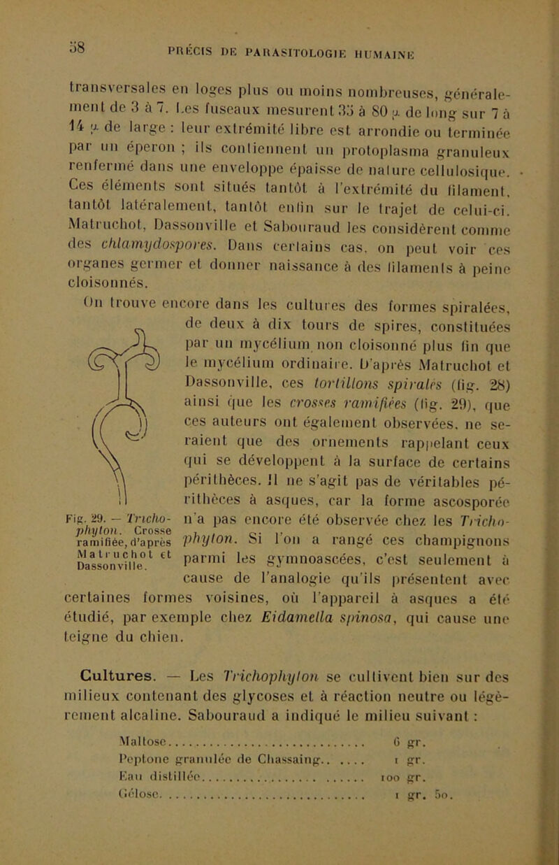 transversales en loges plus ou moins nombreuses, générale- ment de 3 à 7. I.es fuseaux mesurent 33 à 80 a de long sur 7 à 14 O. de large : leur extrémité libre est arrondie ou terminée, pai un éperon ; ils contiennent un protoplasma granuleux renfermé dans une enveloppe épaisse de nalure cellulosiiiue. Ces éléments sont situés tantôt à l’extrémité du filament, tantôt latéralement, tantôt enlin sur le trajet de celui-ci. Matruchot, Dassonville et Saboiiraud les considèrent comme des chlamydospores. Dans certains cas. on peut voir ces organes germer et donner naissance à des lilamenis à peine cloisonnés. On trouve encore dans les cultures des formes spiralées, de deux à dix tours de spires, constituées par un mycélium non cloisonné plus lin que le mycélium ordinaire. D'après Matruchot et Dassonville. ces tortillons spiralés (lig. 28) ainsi que les crosnes ramifiées (lig. 29), que ces auteurs ont également observées, ne se- raient que des ornements rappelant ceux qui se développent à la surface de certains périthèces. 11 ne s’agit pas de véritables pé- rithèces à asques, car la forme ascosporée Fis. 29. - ïVtc/iü- n’a pas encore été observée chez les Tricho- phyton. Crosse i o- n ramifiée,d’après pt^ylOH. oi 1011 a rangé ces Champignons Dasson“vnïe°.*^ parmi les gymnoascées, c’est seulement à cause de l’analogie qu’ils présentent avec certaines formes voisines, où l’appareil à asques a été étudié, par exemple chez Eidamella syinosa, qui cause une teigne du chien. Cultures. — Les Trichophyton se cultivent bien surdos milieux contenant des glycoses et à réaction neutre ou légè- rement alcaline. Sabouraud a indiqué le milieu suivant ; Maltosc 0 gr. Peploiie fïramitéc de CliassaiiiR' i prr. Kaii distillée loo frr. (iélosc 1 arr. ,'jo.