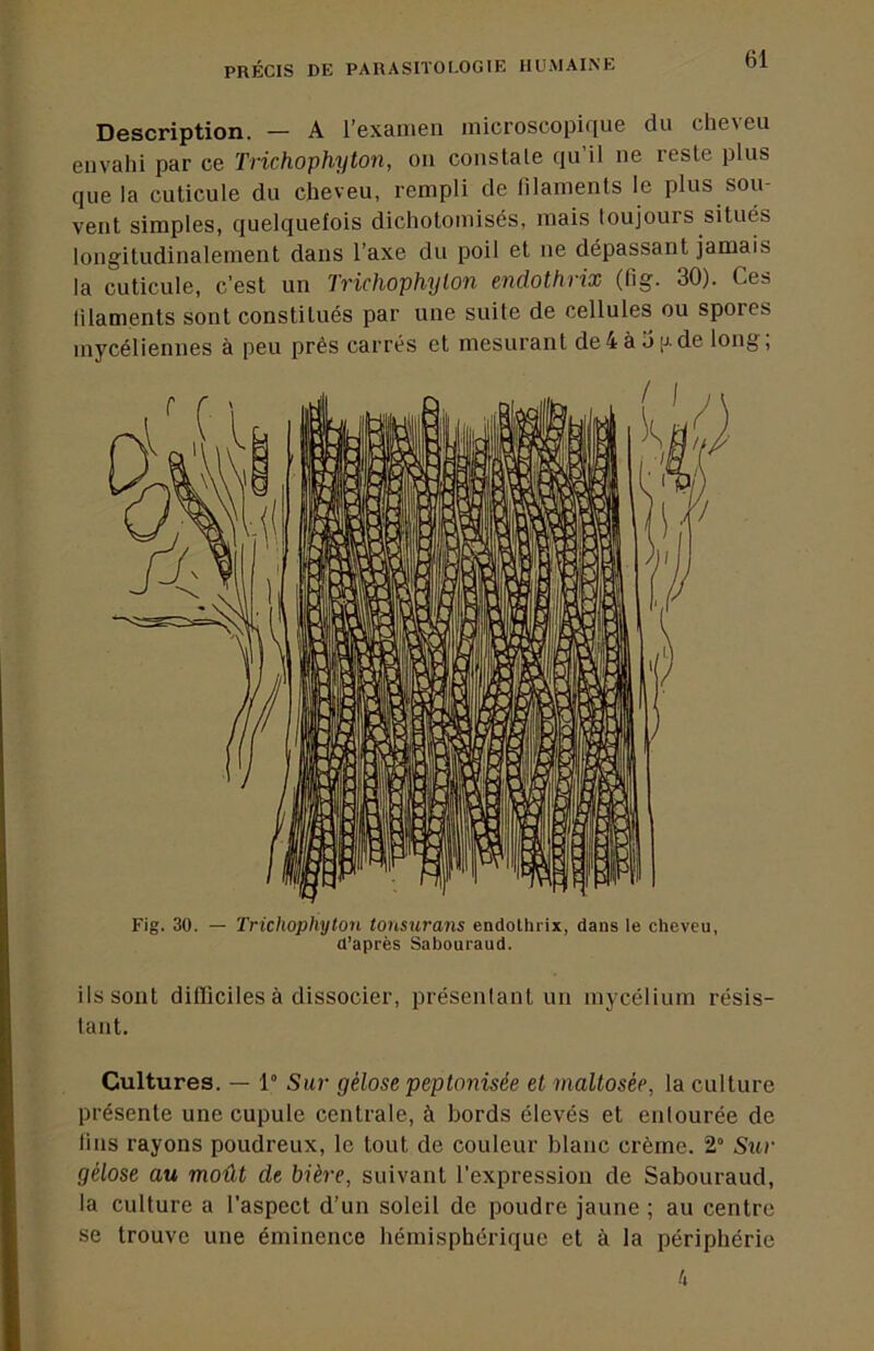 Description. — A l’examen microscopique du che\eu envahi par ce Tvichophyton, oii constate cju il ne reste plus que la cuticule du cheveu, rempli de filaments le plus sou- vent simples, quelquefois dichotomisés, mais toujours situés longitudinalement dans l’axe du poil et ne dépassant jamais la cuticule, c’est un TrichopMjton endothrix (fig. 30). Ces lilaments sont constitués par une suite de cellules ou spores mycéliennes à peu prés carrés et mesurant de4àü[j-de long, Fig. 30. — Trichophyton tonsurans endothrix, dans le cheveu, d’après Sabouraud. ils sont difliciles à dissocier, présenlant un mycélium résis- tant. Cultures. — 1 Sur gélose peptonisée et maltosée, la culture présente une cupule centrale, à bords élevés et entourée de lins rayons poudreux, le tout de couleur blanc crème. 2° Sur gélose au moût de bière, suivant l'expression de Sabouraud, la culture a l’aspect d’un soleil de poudre jaune ; au centre se trouve une éminence hémisphérique et à la périphérie 4