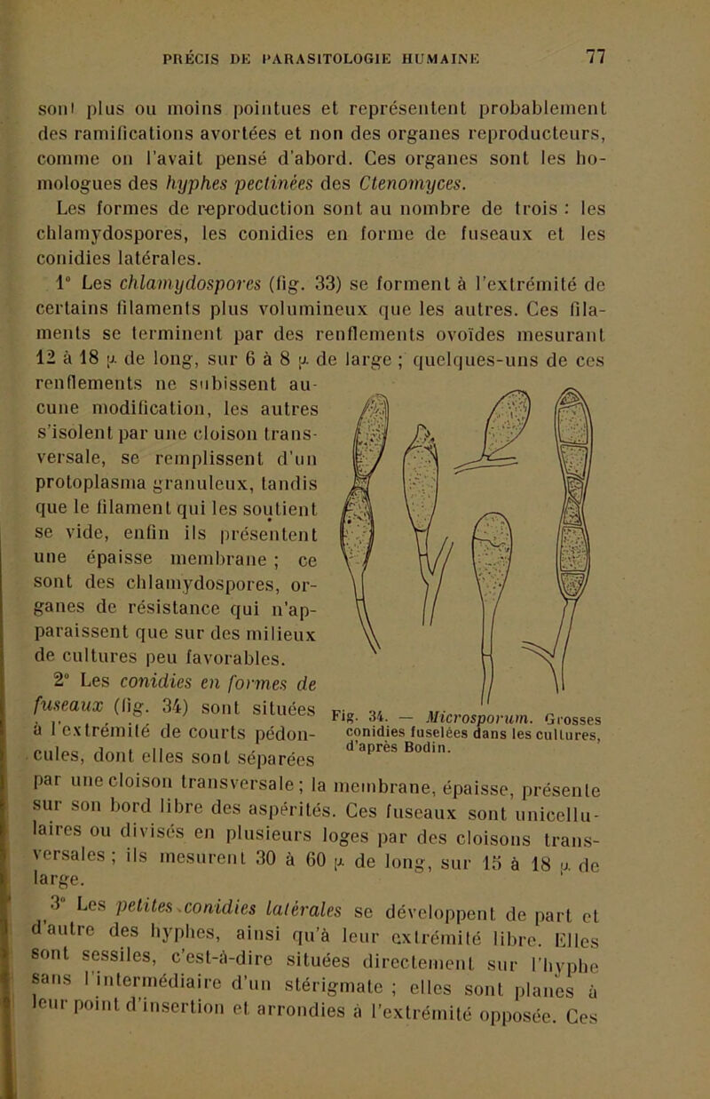soni plus ou moins pointues et représentent probablement des ramifications avortées et non des organes reproducteurs, comme on l'avait pensé d’abord. Ces organes sont les ho- mologues des hyphes pectinées des Ctenomyces. Les formes de reproduction sont au nombre de trois : les chlamydospores, les conidies en forme de fuseaux et les conidies latérales. 1“ Les chlamydospores (fig. 33) se forment à l’extrémité de certains filaments plus volumineux que les autres. Ces fila- ments se terminent par des renflements ovoïdes mesurant 12 à 18 |j. de long, sur 6 à 8 [j. de large ; quelques-uns de ces renflements ne subissent au- cune modification, les autres s’isolent par une cloison trans- versale, se remplissent d’un protoplasma granuleux, tandis que le filament qui les soutient se vide, enfin ils présentent une épaisse membrane ; ce sont des chlamydospores, or- ganes de résistance qui n’ap- paraissent que sur des milieux de cultures peu favorables. 2“ Les conidies en formes de fuseaux (fig. 34) sont situées à l’extrémilé de courts pédon- cules, dont elles sont séparées par une cloison transversale; la membrane, épaisse, présente sur son bord libre des aspérités. Ces fuseaux sont unicellu- laires ou divisés en plusieurs loges par des cloisons trans- \ersales ; ils mesurenl 30 à 60 [j. de long, sur 15 à 18 u. de large. 3 Les petites ^conidies latérales se développent de part et d autre des hyphes, ainsi qu’à leur extrémité libre. Llles sont sessiles, c’est-à-dire situées directement sur l’hyphe sans I intermédiaire d’un stérigmate ; elles sont planes à leur point d’insertion et arrondies à l’extrémité opposée. Ces Fig. 34. — Microsporum. Grosses conidies fuselées dans les cullures, d’après Bodin.