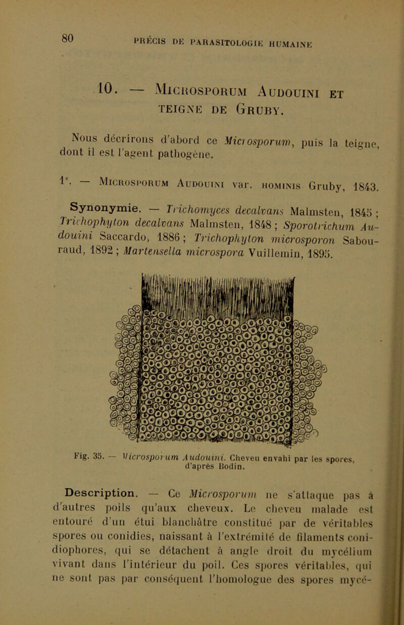 10. — Micuosporum Aüdouini et TEIGNE DE GrUBY. Nous décrirons d’abord ce Miaosporum, puis la teigne, dont il est l’agent pathogène. 1 . Microse’ürum Audouim var. hominis Gruby, 1843. Synonymie. — Triclwmyces decalvans Malmsten, 1843 ; Trichophyton decalvans Malmsten, 1848 ; Sporolrichum Au- douini Saccardo, 1886 ; Trichophyton microsporon Sabou- raud, 1892 ; Martensella rnicrospora Vuillemin, 1893. Fig. 35. — Microspovum Auclouini. Cheveu envahi par les spores, d’après Bodin. Description. — Ce Microspovum ne s'attaque pas à d’autres poils qu’aux cbeveu.\. Le cheveu malade est entouré d’uii étui blanchâtre constitué par de véritables spores ou conidies, naissant à l’extrémilé de lilaments coni- diophores, (|ui se détachent à angle droit du mycélium vivant dans l’intérieur du poil. Ces spores véritables, qui ne sont pas par conséiiuent l’homologue des spores mycé-
