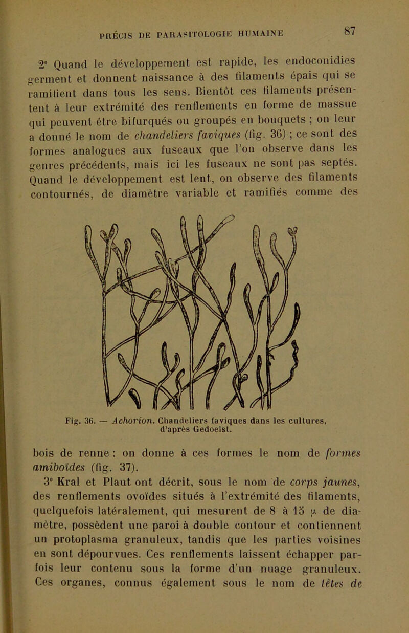 2“ Quand le développement est rapide, les endoconidies germent et donnent naissance à des lilaments épais ([ui se ramilient dans tous les sens. Bientôt ces lilaments présen- tent à leur extrémité des rendements en forme de massue qui peuvent être bifurqués ou groupés en bouquets ; on leur a donné le nom de chandeliers faviques (lig. 3G) ; ce sont des formes analogues aux fuseaux que l’on observe dans les genres précédents, mais ici les fuseaux ne sont pas septés. Quand le développement est lent, on observe des filaments contournés, de diamètre variable et ramifiés comme des Fig. 36. — Achorion. Chandeliers faviques dans les cuUures, d’après Gedoelst. bois de renne : on donne à ces formes le nom de formes amiboïdes (lig. 37). 3° Kral et Plaut ont décrit, sous le nom de corps jaunes, des renflements ovoïdes situés à l’extrémité des lilaments, quelquefois latéralement, qui mesurent de 8 à lo 'j. de dia- mètre, possèdent une paroi à double contour et contiennent un protoplasma granuleux, tandis que les parties voisines Ien sont dépourvues. Ces renflements laissent échapper par- fois leur contenu sous la forme d’un nuage granuleux.