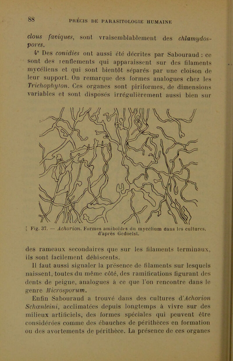 clous faviques, soûl vraiseinblableiueiit des chlainydos- pores. 4° Des conidies oui aussi été décrites par Sabouraud : ce sont des rendenieuts qui apparaissent sur des filaments mycéliens et qui sont bientôt séparés par une cloison de leur support. On remar(|ue des formes analogues chez les Trichophylon. Ces organes sont piriformes, de dimensions variables et sont disposés irrégulièrement aussi bien sur i Fig. 37. — Achorion. Formes aniiboüles du mycélium dans les cultures, d’après Gedoelsl. des rameaux secondaires que sur les lilamenls terminaux, ils sont facilement déhiscents. 11 faut aussi signaler la présence de filaments sur lesquels naissent, toutes du même côté, des ramifications figurant des dents de peigne, analogues à ce que l'on rencontre dans le genre Microsporum. Enfin Sabouraud a trouvé dans des cultures A'Achorion Schœnleini, acclimatées depuis longtemps à vivre sur des milieux artiliciels, des formes spéciales i|ui peuvent être considérées comme des ébauches de péritlièces en formation ou des avortements de péritlièce. La présence de ces organes