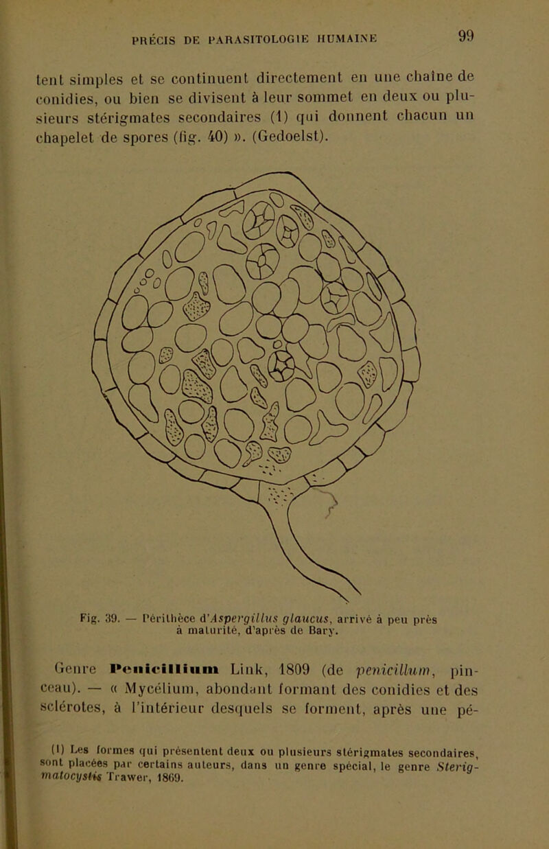 lent simples et se continuent directement en une cliaine de conid les, ou bien se divisent à leur sommet en deux ou plu- sieurs stérigmates secondaires (1) qui donnent chacun un chapelet de spores (lig. 40) ». (Gedoelst). Genre Ponicillinm Link, 1809 (de penicülum, pin- ceau). — « Mycélium, abondant formant des conidies et des sclérotes, à l’intérieur desquels se forment, après une pé- (1) Les formes qui présenlent deux ou plusieurs slérigmales secondaires, sont placées par certains auteurs, dans un genre spéciai, le genre Sterig- matocystis Trawer, 1869.