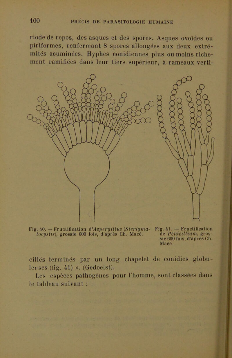 riode de repos, des asques et des spores. Asques ovoïdes ou piriformes, renfermant 8 spores allongées aux deux extré- mités acuminées. Hyphes conidiennes plus ou moins riche- ment ramifiées dans leur tiers supérieur, à rameaux verti- Fig. 40. — Fruclificalion d’Aspergillus [Slerigma- tocysUs], grossie 600 fois, d'après Cii. Macé. Fig. 41. — Fruclificalion de Pénicillium, gros- sie 600 fois, d’après Ch. Macé. cillés terminés par un long chapelet de conidies globu- leuses (lig. 41) ». (Gedoelst). Les espèces palhogènes pour l'homme, sont classées dans le tableau suivant :