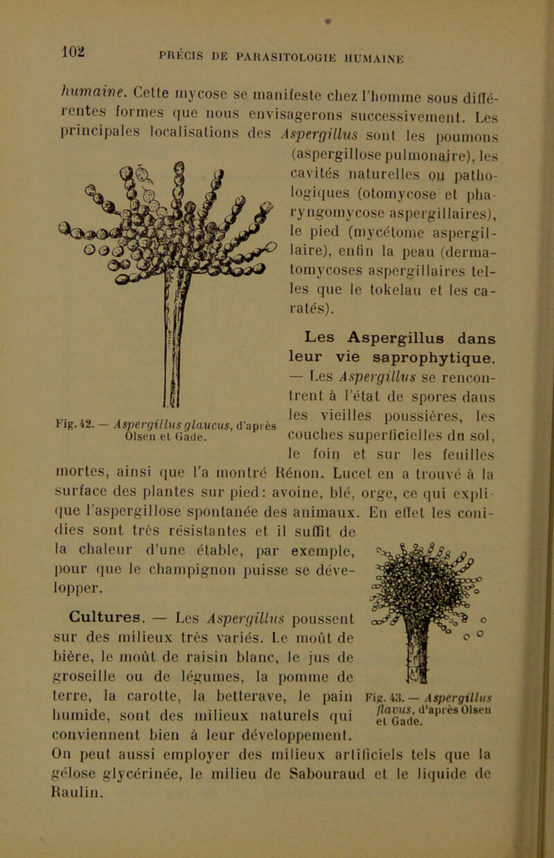 humaine. Celle mycose se manifesle chez riiomme sous dillé- rcntcs formes que nous envisagerons successivement. Les principales localisations des Asperc/illus sont les poumons (aspergillose pulmonaire), les cavités naturelles ou patho- logiques (otomycose et pha- ryngomycose aspergillaires), le pied (mycélome aspergil- laire), enlin la peau (derma- tomycoses aspergillaires tel- les que le tokélau et les ca- ratés). Les Aspergillus dans leur vie saprophytique. — Les Aspergillus se rencon- trent à l’état de spores dans les vieilles poussières, les couches superticielles du sol, le foin et sur les feuilles mortes, ainsi que l’a montré Rénon. Lucet en a trouvé à la surface des plantes sur pied: avoine, blé, orge, ce qui expli- que l’aspergillose spontanée des animaux. En ellet les coni- dies sont très résistantes et il sulïlt de la chaleur d’une étable, par exemple, pour que le champignon puisse se déve- lopper. Cultures. — Les Aspergillus poussent sur des milieux très variés. Le moût de bière, le moût de raisin blanc, le jus de groseille ou de légumes, la pomme de terre, la carotte, la betterave, le pain humide, sont des milieux naturels qui conviennent bien à leur développement. On peut aussi employer des milieux arlilicicls tels que la gélose glycérinée, le milieu de Sabouraud et le liiiuide de Raulin. Fig. W. — Aspergillus flavus, d’après OIsen el Gade.