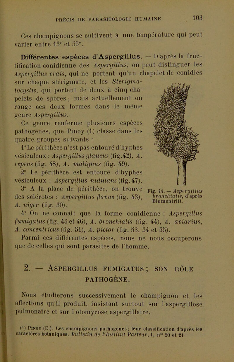 Ces champignons se cultivent à une température qui peut varier entre 15° et 53°. Différentes espèces d’Aspergillus. — D’apres la Iruc- tification conidienne des Aspergillus, on peut distinguer les Aspergillus vrais, qui ne portent qu’un chapelet de conidies sur chaque stérigraate, et les Sterigma- tocystis, qui portent de deux à cinq cha- pelets de spores ; mais actuellement on range ces deux formes dans le môme genre AspergiUus. Ce genre renferme plusieurs espèces pathogènes, que Pinoy (1) classe dans les quatre groupes suivants : l°Le périthèce n’est pas entouré d’hyplies vésiculeux: AspergiUus glauciis A. repens (,üg. 48), A. malignus (fig. 49). 2° Le périthèce est entouré d’hyphes vésiculeux : AspergiUus nidulans (ügAl). 3° A la place de périthèce, on trouve des sclérotes : AspergiUus flavus (tig. 43), A. niger (tig. 50). 4° On ne connaît que la forme conidienne : AspergiUus fumigatus {üg. 45 et 46), A. bronchialis (tig. 44), A. aviarius, A. concentricus (tig. 31), A. piclor (fig. 53, 54 et 35). Parmi ces dilïérentes espèces, nous ne nous occuperons que de celles qui sont parasites de l’homme. Fig. 44. — AspergiUus bronchialis, d’après Blumentritl. 2. — Aspergillus fumigatus; son rôle PATHOGÈNE. Nous étudierons successivement le champignon et les affections qu’il produit, insistant surtout sur l’aspergillose pulmonaire et sur l’otomycose aspergillaire. (1) Pinoy (E.). Les champignons pathogènes; leur classification d’après les caractères botaniques. Ilulletin de l'Institut Pasteur, 1, n 20 et 2l