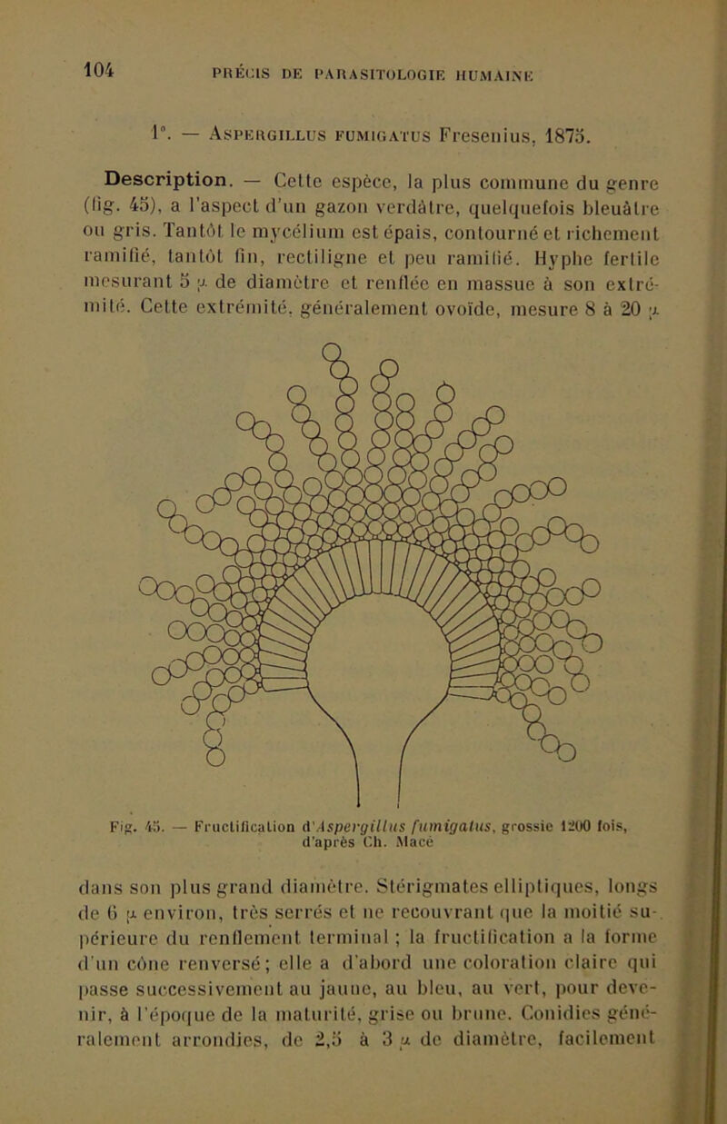1. — Aspergillus fumigatus Freseilius, 187o. Description. — Cette espèce, la plus coininune du genre (lig. 4d), a l’aspect d’un gazon verdâtre, quelquefois bleuâtre ou gris. Tantôt le nij'céliuin est épais, contourné et richement ramilié, tantôt fin, rectiligne et peu ramifié. Hyphe fertile mesurant 5 ;j- de diamètre et renflée en massue à son extré- mité. Cette extrémité, généralement ovoïde, mesure 8 à 20 ;x Fig. 45. — Fruclilicalion A'Aspergillus rumigalus, grossie 1200 lois, d’après Ch. Macé dans SOU plus grand diamètre. Stérigmates elliptiques, longs de (3 P environ, très serrés et ne recouvrant que la moitié su-, périeure du renfiement terminal ; la fructification a la forme d’un cône renversé; elle a d’abord une coloration claire qui passe successivement au jaune, au bleu, au vert, pour deve- nir, à l’époque de la maturité, grise ou brune. Conidies géné- ralement arrondies, de 2,0 à 3 a de diamètre, facilement