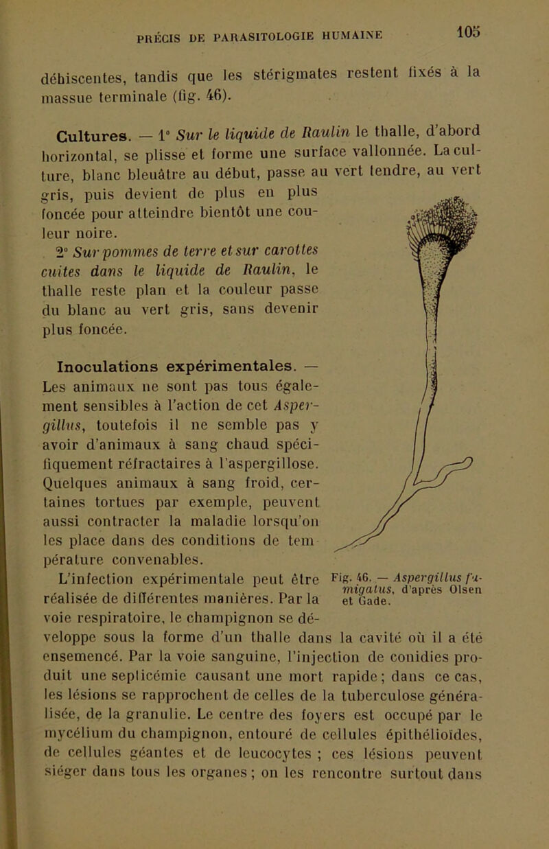déhiscentes, tandis que les stérigmates restent fixés à la massue terminale (lig. 46). Cultures. — 1° Sur le liquide de Raulin le thalle, d’abord horizontal, se plisse et forme une surface vallonnée. La cul- ture, blanc bleuâtre au début, passe au vert tendre, au vert gris, puis devient de plus en plus foncée pour atteindre bientôt une cou- leur noire. 2° Sur pommes de terre et sur carottes cuites dans le liquide de Raulin, le thalle reste plan et la couleur passe du blanc au vert gris, sans devenir plus foncée. Inoculations expérimentales. — Les animaux ne sont pas tous égale- I ment sensibles à l’action de cet Asper- gilhis, toutefois il ne semble pas y avoir d’animaux à sang chaud spéci- fiquement réfractaires à l’aspergillose. Quelques animaux à sang froid, cer- taines tortues par exemple, peuvent aussi contracter la maladie lorsqu’on les place dans des conditions de teni pérature convenables. L’infection expérimentale peut être Fig-i^. — Aspergillusp/.- . mtgalus, d’après Olsen realisee de dilTerentes manières. Par la et Gade. voie respiratoire, le champignon se dé- veloppe sous la forme d’un thalle dans la cavité où il a été ensemencé. Par la voie sanguine, l’injection de conidies pro- duit une seplicémie causant une mort rapide; dans ce cas, les lésions se rapprochent de celles de la tuberculose généra- lisée, de la granulie. Le centre des foyers est occupé par le mycélium du champignon, entouré de cellules épithélioïdes, de cellules géantes et de leucocytes ; ces lésions peuvent