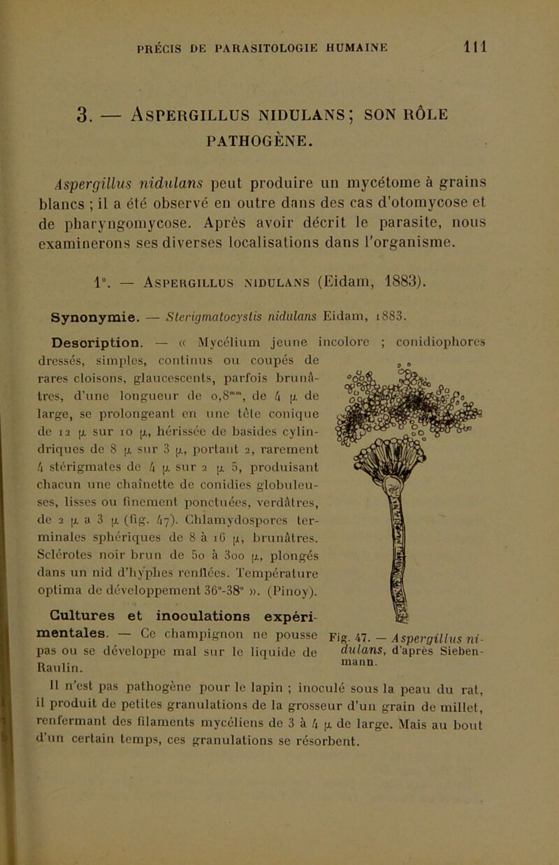 3. — Aspergillus nidulans; son rôle PATHOGÈNE. Aspergillus nidulans peut produire un niycétome à grains blancs ; il a été observé en outre dans des cas d’otoraycose et de pharyngoinycose. Après avoir décrit le parasite, nous examinerons ses diverses localisations dans l’organisme. 1°. — Aspergillus nidulans (Eidam, 1883). Synonymie. — Sterigmatocyslis nidulans Eidam, i883. Description. — « Mycélium jeune incolore ; conidioiDhorcs dressés, simples, continus ou coupés de rares cloisons, glaucescenls, parfois bruiiA- tres, d’une longueur de o,8”“, de /i g de large, se prolongeant en une tète conique de 12 g sur lo g, hérissée de basides cylin- driques de 8 g sur 3 g, portant 2, rarement /i stérigmates do h g sur 2 g 5, produisant chacun une chaînette de conidies globuleu- ses, lisses ou linement ponctuées, verdâtres, de 2 g a 3 g (hg. ây). Chlamydosporos ter- minales sphériques de 8 à iG g, brunâtres. Sclôrotes noir brun de 5o à 3oo g, plongés dans un nid d’hyphes rcnllées. Température optima de développement 36°-38“ ». (Pinoy). Cultures et inoculations expéri- mentales. — Ce champignon ne pousse Fig. il. - Aspergillus ni- pas ou se développe mat sur le liquide de dulans, d'après Sieben- Ilanlin. 11 n’est pas pathogène pour le lapin ; inoculé sous la peau du rat, il produit de petites granulations de la grosseur d’un grain de millet, renfermant des filaments mycéliens de 3 à 4 g de large. Mais au bout d un certain temps, ces granulations se résorbent.