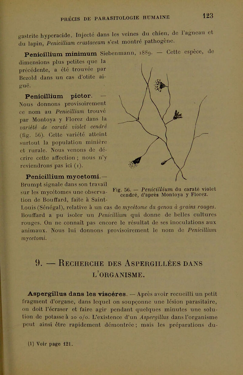 gastrite hyperacide. Injecté dans les veines du chien, de 1 agneau et du lapin, Pénicillium craslaceum s’est montré pathogène. — Cette espèce, de Pénicillium minimum Siebenmann, 1889 dimensions plus petites que la précédente, a été trouvée par Bezold dans un cas d’otite ai- Penioillium piotor. — Nous donnons provisoirement ce nom au Pénicillium trouvé par Montoya y Florez dans la variélé de caraté violet cendré (fig. 56). Cette variété atteint surtout la population minière et rurale. Nous venons de dé- crire cette affection ; nous n’y reviendrons pas ici (i). Pénicillium mycetemi.— Brumpt signale dans son travail sur les mycétomes une observa- tion de Boufifard, faite à Saint- Louis (Sénégal), relative à un cas de mycétome du genou à grains rouges. Bouffard a pu isoler un Pénicillium qui donne de belles cultures rouges. On ne connaît pas encore le résultat de ses inoculations aux animaux. Nous lui donnons iirovisoirement le nom do Pénicillium mycetomi. Fig. 56. — Pénicillium du caraté violet cendré, d’après Montoya y Florez. 9. — Recherche des Aspergillées dans l’organisme. Aspergillus dans les viscères. — Après avoir recueilli un petit fragment d’organe, dans lequel on soupçonne une lésion parasitaire, on doit l’écraser et faire agir pendant quelques minutes une solu- tion de potasse à 20 0/0. L’existence d’un Aspergillus dans l’organisme peut ainsi être rapidement démontrée ; mais les préparations du-