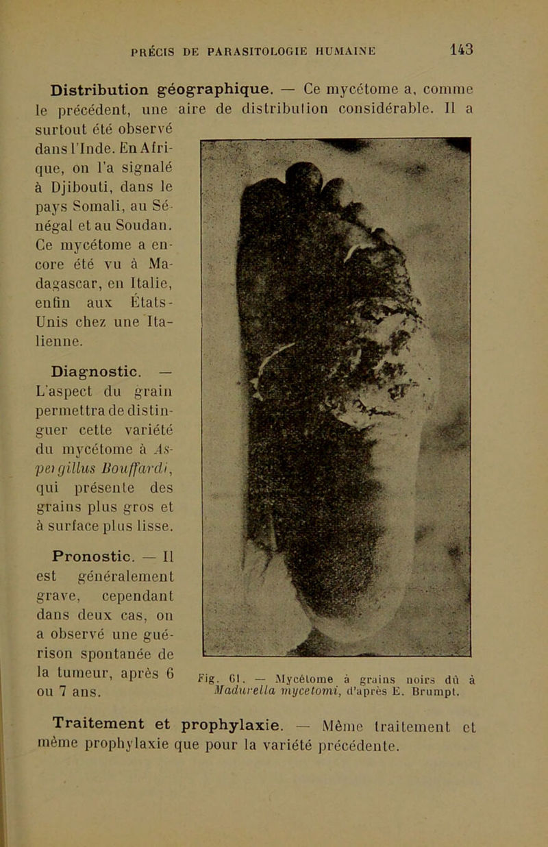 Diag-nostic. — L'aspect du grain permettra de distin- guer cette variété du mycétoine à .Is- peifjillus Bouffardi, qui présente des grains plus gros et à surface plus lisse. Pronostic. — Il est généralement grave, cependant dans deux cas, on a observé une gué- rison spontanée de la tumeui, apiès 6 pjg gi _ Mycélome à grains noirs dû à OU 7 ans. Madurella mycelomi, d'après E. Brumpl. Traitement et prophylaxie. — Même traitement et même prophylaxie que pour la variété précédente. Distribution géographique. — Ce mycétome a, comme le précédent, une aire de distribution considérable. Il a surtout été observé dans l’Inde. En Afri- que, on l’a signalé à Djibouti, dans le pays Somali, au Sé- négal et au Soudan. Ce mycétome a en- core été vu à Ma- dagascar, en Italie, enfin aux États- Unis chez une Ita- lienne.
