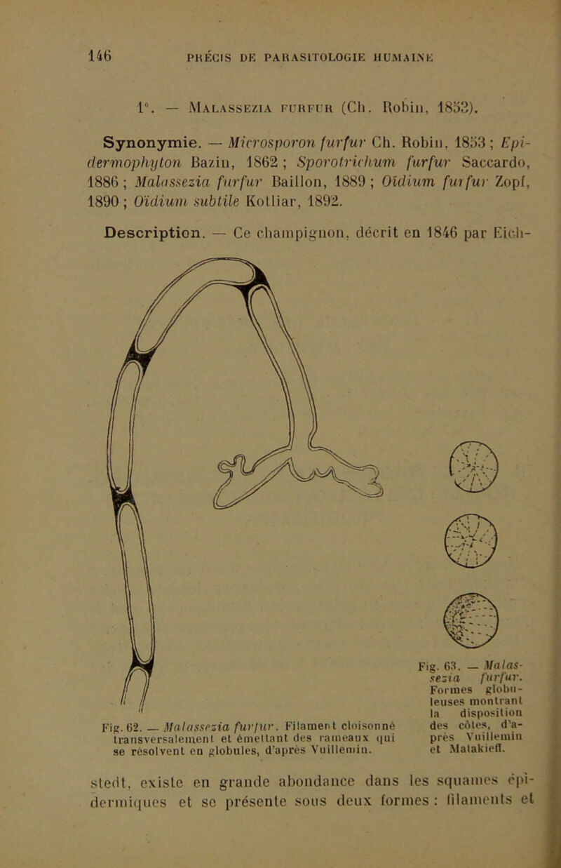 1“. — Malassezia fuhfur (Ch. lîobiii, 1853). Synonymie. — Microsporon fitrfur Ch. Robin, 1853; Epi- dermophylon Bazin, 1862 ; Sporolriclium furfur Saccardo, 1886; Malassezia furfur Bâillon, 1889; Oïdium fut fur Zopf, 1890 ; Oïdium subtile Kolliar, 1892. Description. — Ce champignon, décrit en 1846 par Eicli- se résolvent en globules, d’après Vuilleinin. Fig. 63. — Malas- sezia furfur. Formes globu- leuses montrant la dispo.sition des cétes, d’a- près Viiillemin et .Malakiell. sledt, existe en grande abondance dans les sqttames cpi- dermituies et se présente sons deux formes : lilamonts et