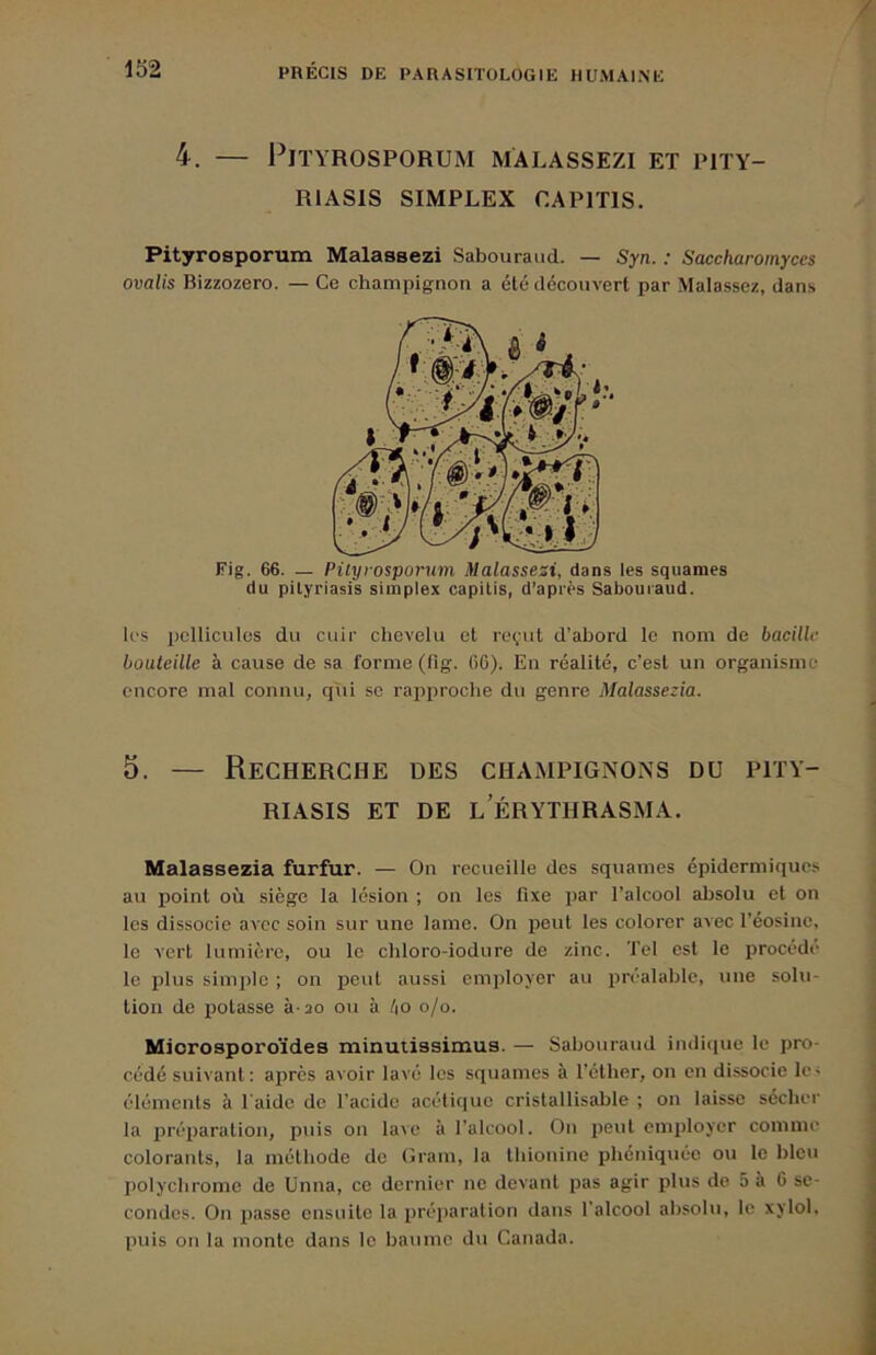 4. — PlïYROSPORUM MALASSEZI ET PITY- RIASIS SIMPLEX CAPITIS. Pityrosporum Malassezi Sabouraud. — Syn. : Saccharomyces ovalis Bizzozero. — Ce champignon a été découvert par Malassez, dans les pellicules du cuir chevelu et re^-ut d’abord le nom de bacille bouteille à cause de sa forme (lig. 66). En réalité, c’est un organisme encore mal connu, qui se rapproche du genre Malassezia. 5. — Recherche des champignons du pity- HIASIS ET DE L ERYTHRASMA. Malassezia furfur. — On recueille des squames épidermiques au point où siège la lésion ; on les fixe par l’alcool absolu et on les dissocie avec soin sur une lame. On peut les colorer avec Téosiiie, le A'ert lumière, ou le chloro-iodure de zinc. Tel est le procède le plus simple ; on peut aussi employer au préalable, une solu- tion de potasse à-20 ou à l\o 0/0. Miorosporoïdes minutissimus. — Sabouraud indicpie le pro- cédé suivant : après avoir lavé les squames à l’éther, on en dissocie le< éléments à l'aide de l’acide acéti(|ue cristallisable ; on laisse sécher la pré2)aration, puis on lave à l’alcool. On peut employer comme colorants, la méthode de Oram, la thionine pliéniquée ou le bleu polychrome de Unna, ce dernier ne devant pas agir plus de 5 à 6 se- condes. On passe ensuite la préparalion dans l’alcool absolu, le xylol, puis on la monte dans le baume du Canada. Fig. 66. — Pityrosporum Malassezi, dans les squames du pityriasis simplex capilis, d’après Sabouraud.