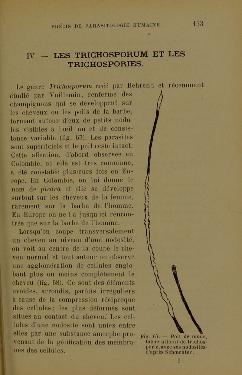 1d3 IV. — LES TRIGHOSPORUM ET LES TRICHOSPORIES. Le genre Trichosporurn créé par BehreiKl et récemment étudié par Vuillemin, renferme des champignons qui se développent sur les cheveux ou les poils de la barbe, formant autour d’eux de petits nodu- les visibles à l’œil nu et de consis- tance variable (lig. 67). Les parasites sont superticiels et le poil reste intact. Cette alTection, d’abord observée en Colombie, où elle est très commune, a été constatée plusieurs fois en Eu- rope. En Colombie, on lui donne le nom de piedra et elle se développe surtout sur les cheveux de la femme, rarement sur la barbe de l’tiomme. En Europe on ne l'a jusqu’ici rencon- trée que sur la barbe de l’homme. Lorsqu’on coupe transversalement un cheveu au niveau d’une nodosité, on voit au centre de la coupe le che- veu normal et tout autour on observe une agglomération de cellules englo- bant plus ou moins complètement le cheveu (fig. 68). Ce sont des éléments ovoïdes, arrondis, parfois irréguliers à cause de la compression réciproque des cellules ; les plus déformés sont situés au contact du cheveu. Les cel- lules d’une nodosité sont unies entre elles par une substance amorphe pro- g,. _ venant de la gélification des membra- t“ciie atieim de iriciios- nes des cellules. d’après SchœclUer.