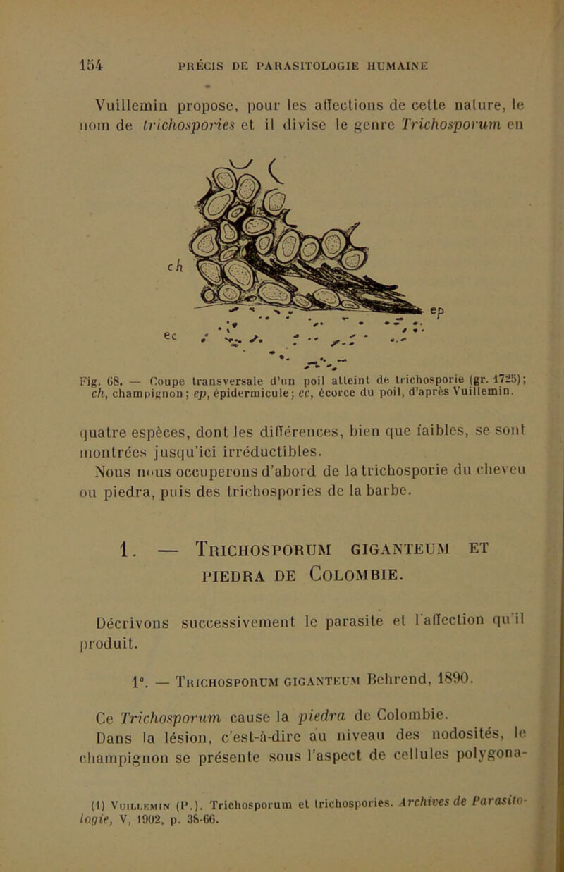 Vuillemiii propose, pour les affections de celte nature, le nom de trichospories et il divise le genre Trichosporum en Fig. G8. — Coupe transversale d’un poil atteint de trichosporie (gr. 1725); ch, champignon ; ep, épidermicule; ec, écorce du poil, d’après Vuillemin. quatre espèces, dont les dilTérences, bien que faibles, se sont montrées jusqu’ici irréductibles. Nous nous occuperons d’abord de la trichosporie du cheveu ou piedra, puis des trichospories de la barbe. 1. — Trichosporum giganteum et PIEDRA DE Colombie. Décrivons successivement le parasite et I alTection qu il produit. 1”. — TniCHOSPOUUM GiGANTEU.M Beliretid, 1890. Ce Trichosporum cause la piedra de Colombie. Dans la lésion, c’est-à-dire au niveau des nodosités, le champignon se présente sous l’aspect de cellules polygona- (1) VuiLLKMiN (P.). Trichosporum et irichospories. Archives de Parasito- logie, V, 1902, p. 3&-C6.