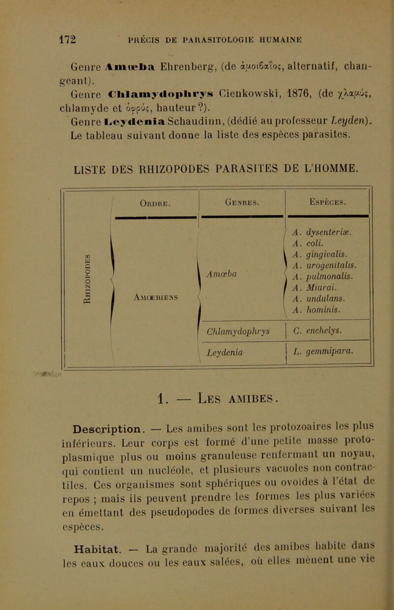 Genre Amæl»a Ehrenberg, (de ànoiSaïo;, alternatif, chan- geant). Genre Clilainy«loi»lirys Cienkowski, 1876, (de yÀauj;, chlamyde et ôypu;, hauteur?). Genre Licyilenia Schaudinn, (dédié au professeur Leyden). Le tableau suivant donne la liste des espèces parasites. LISTE DES RHIZOPODES PARASITES DE L’HOMME. OnunE. 1 Genres. Espèces. 1 A. dysenteriæ. ( A. coli. SS I 1 1 A. gingivalis. 1 A. urogenilalis. § ' ' Amœba A. pulmonalis. 1 1 A. Miurai. S 1 Ajioebiens ■ A. undulans. 1 1 A. hominis. ' 1 Chlamydophrys C. enchelys. Leydénia L. gemmipara. 1. — Les amibes. Description. — Les amibes sont les protozoaires les plus inférieurs. Leur corps est formé d’une petite masse proto- plasmique plus ou moins granuleuse renfermant un noyau, qui contient un nucléole, et plusieurs vacuoles non contrac- tiles. Ces organismes sont sphériques ou ovoïdes à l’état de repos ; mais ils peuvent prendre les formes les plus \ariées en émettant des pseudopodes de formes diverses suivant les espèces. Habitat. — La grande majorité des amibes habite dans les eaux douces ou les eaux salées, où elles mènent une \ie