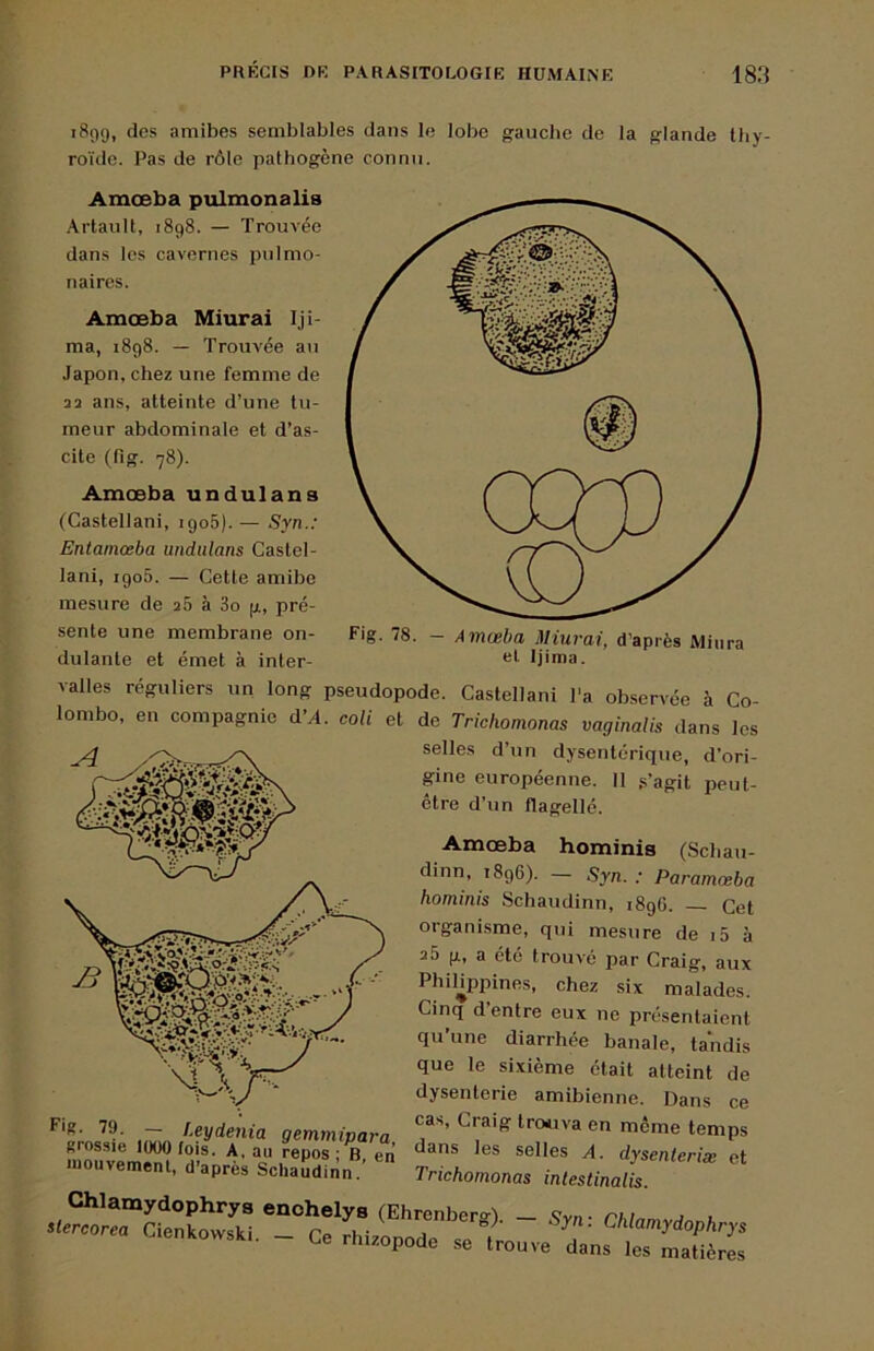 189g, des amibes semblables dans le lobe gauche de la glande thy- roïde. Pas de rôle pathogène connu. Amœba piilmonalis Artault, 1898. — Trouvée dans les cavernes pulmo- naires. Amœba Miurai Iji- ma, 1898. — Trouvée au Japon, chez une femme de 23 ans, atteinte d’une tu- meur abdominale et d’as- cite (fig. 78). Amœba undulans (Castellani, igo5).— Syn.: Entamœba undulans Castel- lani, igo5. — Cette amibe mesure de 26 à 3o g, pré- sente une membrane on- dulante et émet à inter- valles réguliers un long pseudopode. Castellani l'a observée à Co- lombo, en compagnie d’A. coli et de Trichomonas vaginalis dans les selles d’un dysentérique, d’ori- gine européenne. Il .s’agit peut- être d’un flagellé. Amœba hominis (Schau- dinn, 1896). — Syn. ; Paramœba hominis Schaudinn, 189G. Cet organisme, qui mesure de i5 à 26 g, a etc trouvé par Craig, aux Philippines, chez six malades. Cinq d’entre eux ne présentaient qu’une diarrhée banale, tandis que le sixième était atteint de dysenterie amibienne. Dans ce cas, Craig trouva en même temps Fig K. 79. _ Uydenia gemmipara en meme temps grossie lüOOlois. A, au repos; B en selles A. dysenteriæ et Chlamydophrys enohelys (Ehrenbero-ï _ Cv,. ■ rhi j . itercorea Cienkowski r» j ^^^^'’^T^ophrys i^ienkowski. - Ce rh.zopode se trouve dans les matières I.
