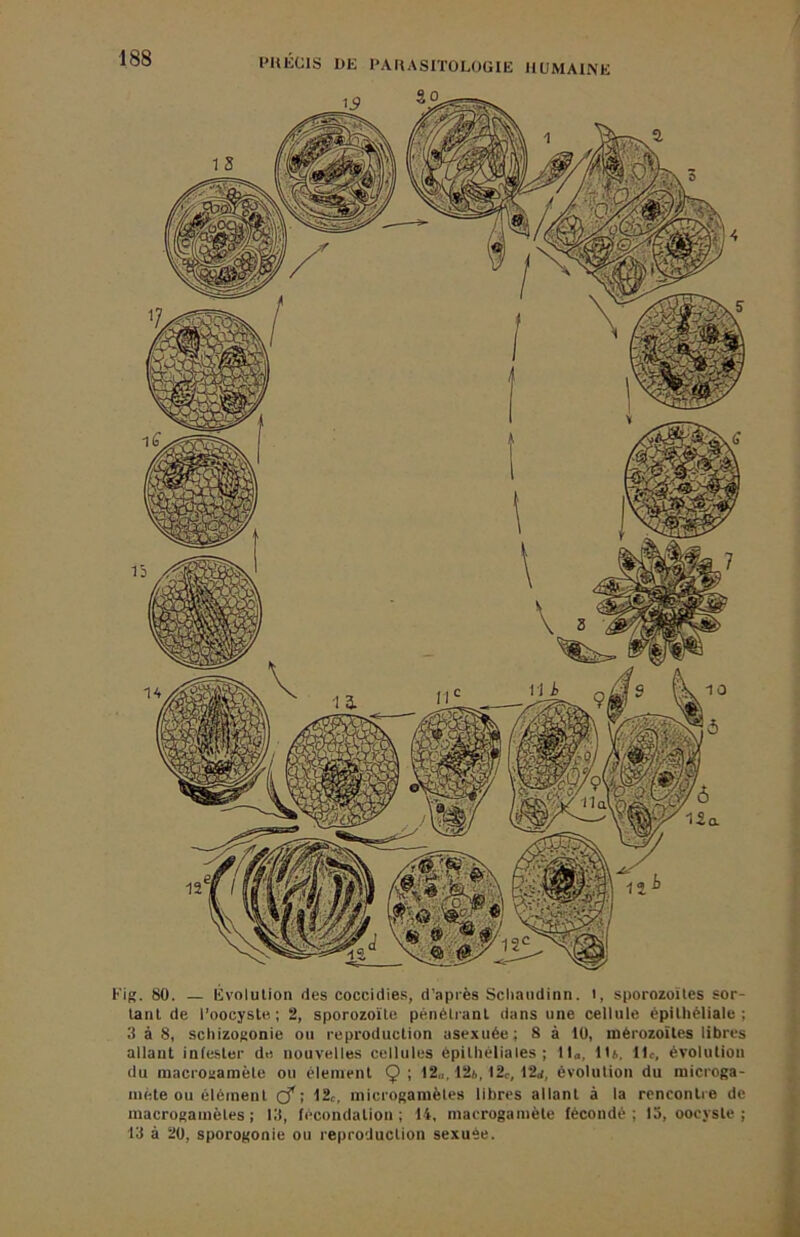 Fig. 80. — Évolution des coccidies, d’après Scliaudinn. l, sporozoUes sor- tant de l’oocyste. ; 2, sporozoïte pénèti anl dans une cellule épitliéliale ; 3 à 8, schizogonie ou reproduction asexuée; 8 à 10, mérozoïles libres allant infester de nouvelles cellules épithéliales; lU, Us, 11c, évolution du macrogamète ou élément Ç ; 12„, 12*, 12c, 12a, évolution du microga- iiiète ou élément çf ; I2c, microgamètes libres allant à la rencontre de inacrogamètes ; Et, fécondation; 14, maerogamète fécondé; 13, oocyste ; 13 à 20, sporogonie ou reproduction sexuée.