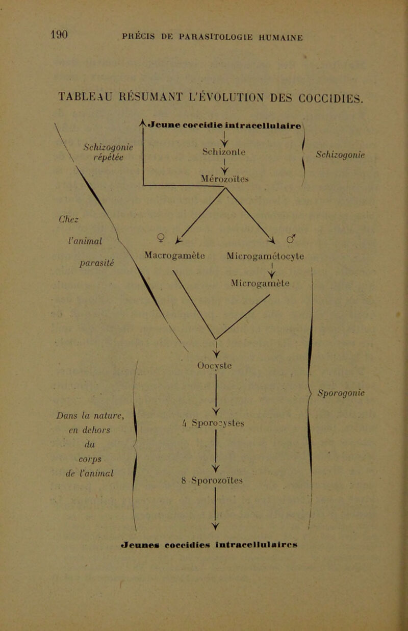 TABLEAU RÉSUMANT L’ÉVOLUTION DES COCCIDIES. Schizogonie Sporogonie «Jeunes coccidieN intracellulaires