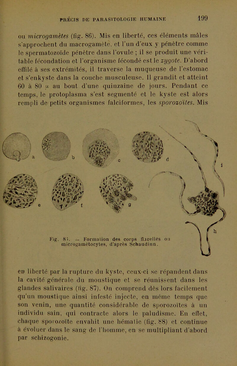 OU microgamètes (fig. 86). Mis en liberté, ces éléments mâles s'approchent du macrogamète, et l’un d’eux y pénètre comme le spermatozoïde pénètre dans l’ovule ; il se produit une véri- table fécondation et l'organisme fécondé est le zygote. D’abord elTilé à ses extrémités, il traverse la muqueuse de l’estomac et s’enkyste dans la couche musculeuse. 11 grandit et atteint 60 à 80 U au bout d’une quinzaine de jours. Pendant ce temps, le protoplasma s’est segmenté et le kyste est alors rempli de petits organismes falciformes, les sporozoïtes. Mis . CB Ày. Fig. 8>. — Formalioa des corps llasellés ou microgainélocyles, d’après Schaudinn. en liberté par la rupture du kyste, ceux-ci se répandent dans la cavité générale du moustique et se réunissent dans les glandes salivaires (lig. 87). Ou comprend dès lors facilement qu’un moustique ainsi infesté injecte, en môme temps que son venin, une quantité considérable de sporozoïtes à un individu sain, qui contracte alors le paludisme. Eu elïet, chaque sporo/.oïte envahit une hématie (fig. 88) et continue à évoluer dans le sang de l’homme, en se multipliant d’abord par schizogonie.