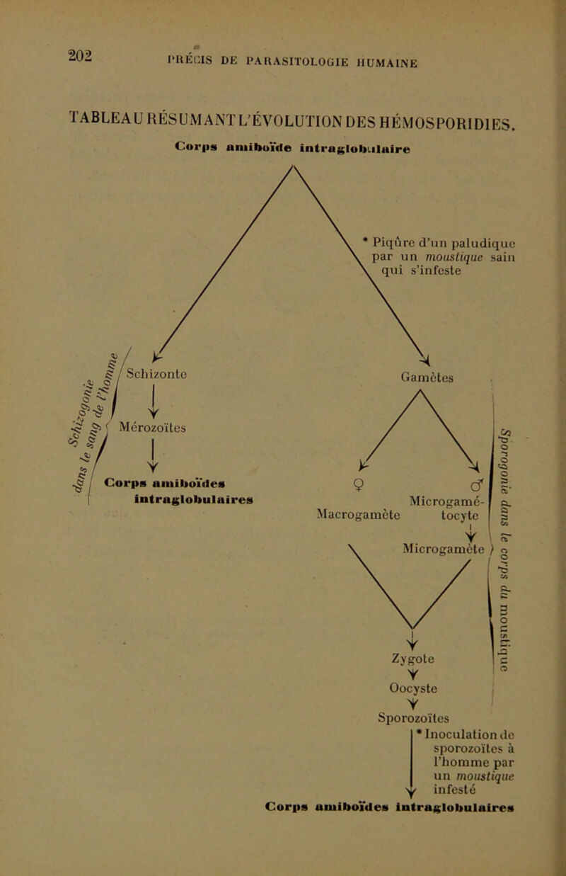 l'HECIS DE PARASITOLOGIE HUMAINE TABLEAU HÉSUMANÏ L'ÉVOLUTION DES HÉMOSPORIDIES. Corps aniiboïde intraglobiilaire • Inoculation de sporozoïtes à l’honime par un moustique > < infesté Corps amiboïdes intra^Iobulalres