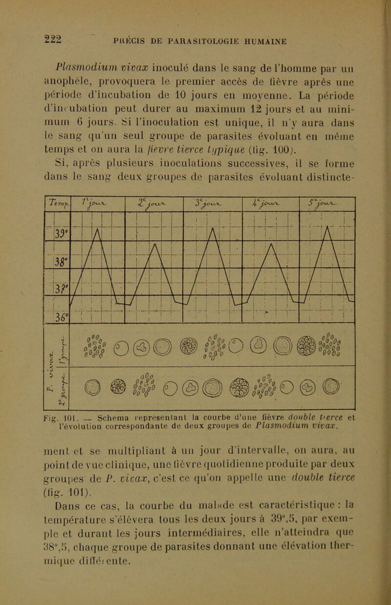 Plasmodium vioax inoculé dans le sang de l’homme par un anophèle, provoquera le premier accès de lièvre après une période d’incubation de 10 jours en moyenne. La période d’ini ubalion peut durer au maximum 12 jours et au mini- mum (j jours. Si l’inoculation est unique, il n'y aura dans le sang (lu’un seul groupe de parasites évoluant en même temps et on aura ta fievre tierce tupique (lig. 100). Si, après plusieurs inoculations successives, il se forme dans le sang deux groupes de parasites évoluant distincte- Fig. 101. _ Schéma lepréseniant la courbe d’une fièvre double tierce et l’évolution correspondante de deux groupes de Plasmodium l'ivax. ment et se multipliant à un jour d'intervalle, on aura, au ))oint de vue clinique, une lièvre tiuolidienne produite par deux groupes de P. cic«.r, c’est ce tiu’on appelle une double tierce (lig. 101). Dans ce cas, la courbe du malade est caractéristique : la température s'élèvera tous les deux jours à 39°,o, par exem- ple et durant les jours intermédiaires, elle n’atteindra que 38°,.'), chaque groupe de parasites donnant une élévation ther- mique dilîéi ente.