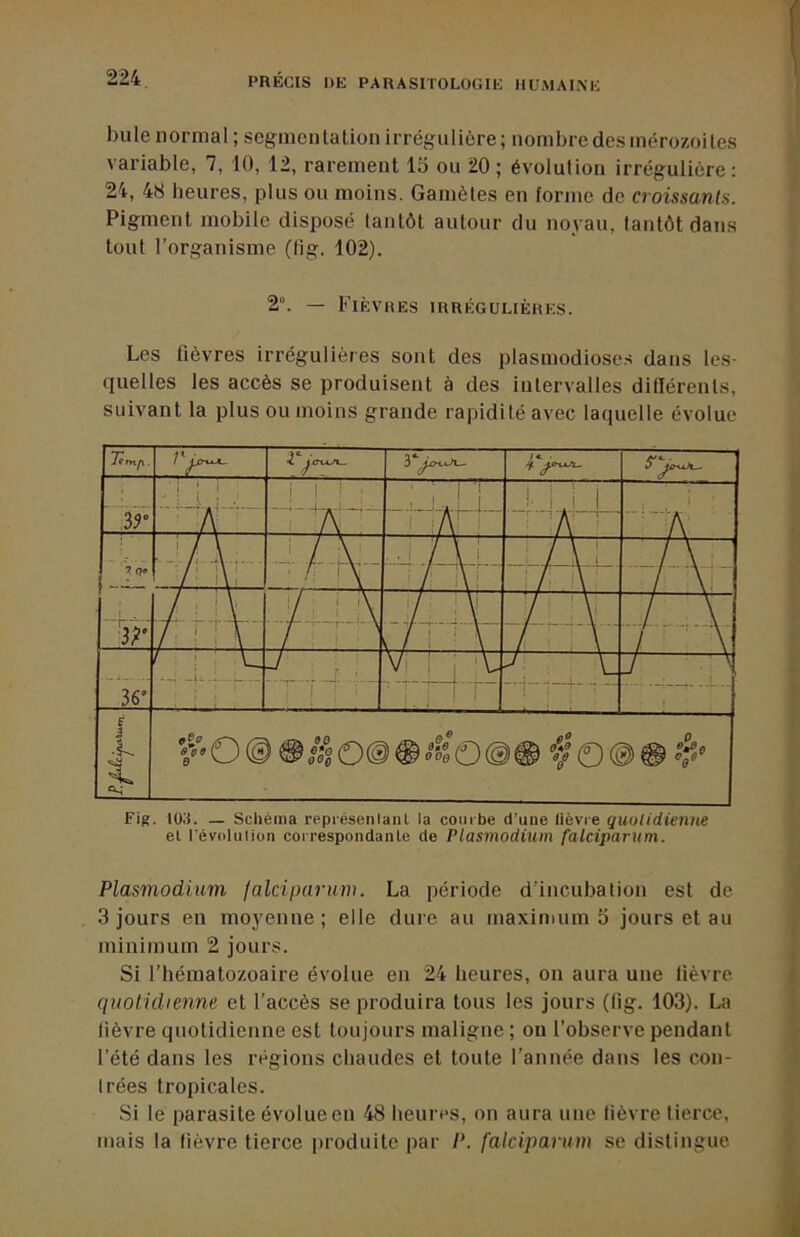 bulenormal ; segmentation irrégulière; nombre des mérozoites variable, 7, 10, 12, rarement 15 ou 20; évolution irrégulière: 24, 48 heures, plus ou moins. Gamètes en forme de croissants. Pigment mobile disposé tantôt autour du noyau, tantôt dans tout l’organisme (tig. 102). 2“. — Fièvres irrégulières. Les fièvres irrégulières sont des plasmodiose.s dans les- quelles les accès se produisent à des intervalles diflérenls, suivant la plus ou moins grande rapidité avec laquelle évolue Itrnfi. s* i M ■ '■ L' i. lir 1 :/\ ■'iAT'! r -3^-} ! / \ . * / \ ' !/ V J ■ i / \ ! i / \ i : / A i / \ • ■?  /• II! / l\t ' f\ ! \ ' r A' ‘ \ ' / \ i t . / ' ■ V '/ 1 ■ '\ 7 ' ' V —T/ — / : ; I |\ / ‘ ‘ \ / \ / ■ ' :\ , j 1 , 36' • 1 : ■ 1 ■ 7 1 1 i * ; ■ 1 1 t. O 1 O 0 ® f (D © # Fig. 1Ü3. — Schéma représenlanl la courbe d’une lièvie quotidienne el révolution correspondanle de Plasmodium falciparum. Plasmodium falciparum. La période d’incubation est de 3 jours en moyenne ; elle dure au maximum 5 jours et au minimum 2 jours. Si l’hématozoaire évolue en 24 heures, on aura une lièvre quotidienne et l’accès se produira tous les jours (tig. 103). La lièvre quotidienne est toujours maligne ; on l’observe pendant l’été dans les régions chaudes et toute l’année dans les con- trées tropicales. Si le parasite évolue en 48 heures, on aura une lièvre tierce, mais la lièvre tierce produite par P. falciparum se distingue