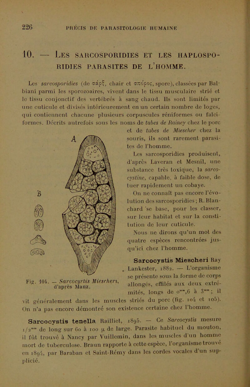 10. — Les sahcosporidies et les haplospo- RIDIES PARASITES DE l’IIOMME. Les sarcosporidies (de uâp?, cliair el ff~opo:, spore), classées par Bal- biani parmi les sporozoaires, vivent dans le tissu musculaire strie et le tissu conjonctif des vertébrés à sang chaud. Ils sont limités par une cuticule et divisés intérieurement en un certain nombre de loges, (jui contiennent chacune plusieurs corpuscules réniformes ou falci- formes. Décrits autrefois sous les noms de tubes de Rainey chez le iiorc et de tubes de Miescher chez la souris, ils sont rarement parasi- Fig. 101. — Sarcocystis Miesrhen, d'après Manz. tes de l’homme. Les sarcosporidies produisent, d'après Laveran et .Mesnil, une substance très toxique, la sarco- cystine, capable, à faible dose, de tuer rapidement un cobaye. On ne connaît pas encore l’évo- lution des sarcosporidies ; R. Blan- chard ’se base, pour les classer, sur leur habitat et sur la consti- tution de leur cuticule. Nous ne dirons qu’un mot des quatre espèces rencontrées jus- qu’ici chez l’homme. Sarcooystis Miesoheri Ray . Lankester, 1882. — L’organisme se présente sous la forme de corps allongés, eflilés aux deux extré- mités, longs de o“'“,6 à 3““ ; il o.'i et io5). vit généralement dans les muscles striés du porc (fig. On n’a pas encore démontré son existence certaine chez 1 homme. Sarcooystis tenella Railliet, i8g5. — Ce Sarcocystis mesuic 1/2“” de long sur 60 à 100 p, de large. Parasite habituel du mouton, il fût trouvé à Nancy par Vuillemin, dans les muscles d'un homme mort de tuberculose. Braun rapporte à cette espèce, 1 organisme trouve en 189.'!, par Baraban et Saint-Rémy dans les cordes vocales dun sup- X)licié.