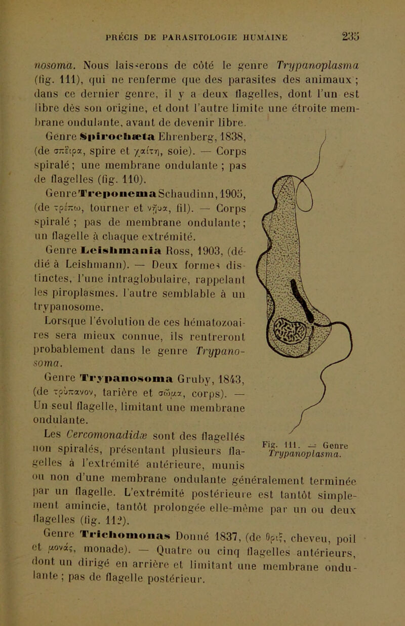 nosoma. Nous lais-eroiis de côté le genre Trypanoplasma (lig. lil), qui ne renferme que des parasites des animaux ; dans ce dernier genre, il y a deux flagelles, dont l’un est libre dès son origine, et dont l’autre limite une étroite mem- brane ondulante, avant de devenir libre. Genre Mitirocliæta Ehrenberg, 1838, (de (j;:stpa, spire et 7.a(tï), soie). — Corps spiralé; une membrane ondulante; pas de flagelles (fig. 110). GenreTrepoiieuiaScbaudinn,190o, (de tourner et v^ja, fil). — Corps spiralé; pas de membrane ondulante; un flagelle à chaque extrémité. Genre L<ci««limania Ross, 1903, (dé- dié à Leishmann). — Deux formes dis- linctes, l’une intraglobulaire, rappelant les piroplasmes, l'autre semblable à un trypanosome. Lorsque l’évolulion de ces hématozoai- res sera mieux connue, ils rentreront probablement dans le genre Trypano- soma. Genre Trypanofiioma Gruby, 1843, (de TpÙTzavov, tarière et iSip-y., corps). — Un seul flagelle, limitant une membrane ondulante. Les Cercomonadidæ sont des flagellés non spiralés, présentant plusieurs fla- gelles à 1 extrémité antérieure, munis ou non d’une membrane ondulante généralement terminée par un flagelle. L’extrémité postérieure est tantôt simple- ment amincie, tantôt prolongée elle-même par un ou deux flagelles (lig. 11:>). Genre TricliomoiiaM Donné 1837, (de Opi?, cheveu, poil et gova;, monade). — Quatre ou cinq flagelles antérieurs, dont un dirigé en arrière et limitant une membrane ondu- lante ; pas de flagelle postérieur.