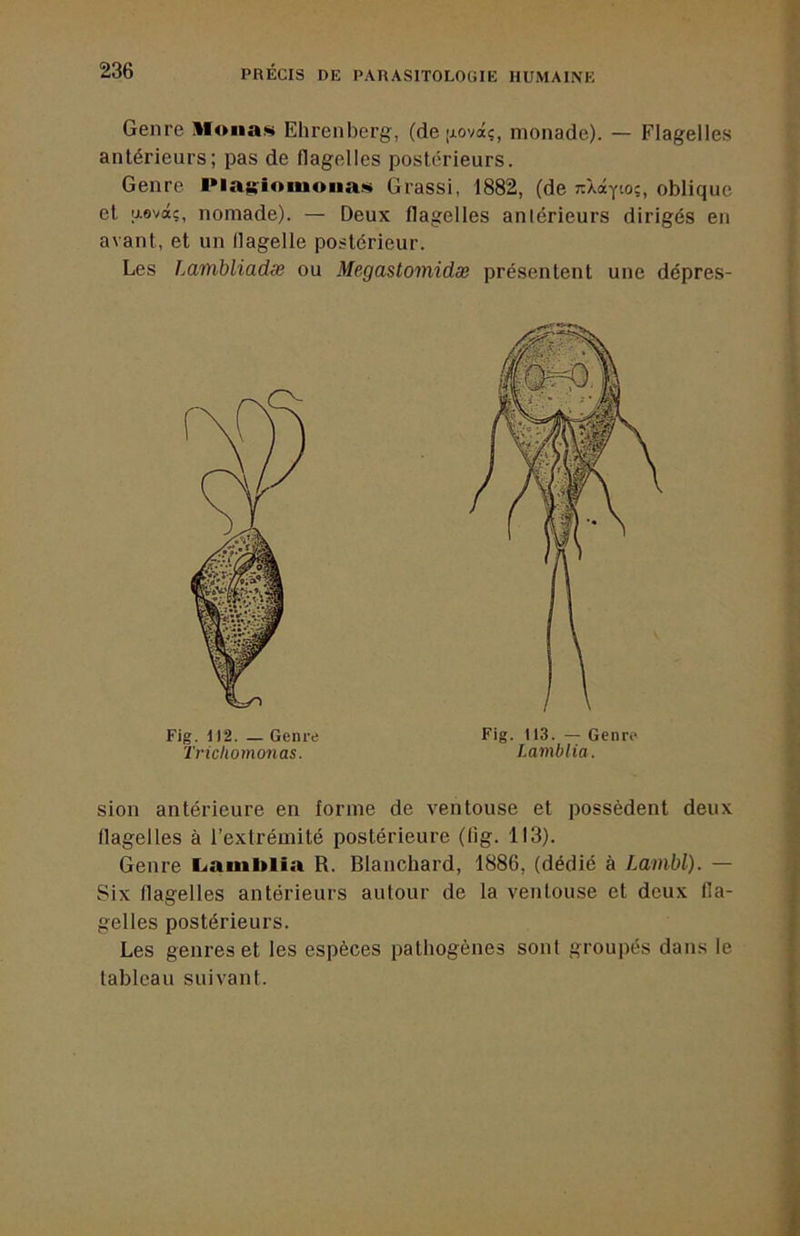 Genre llonafi» Ehrenberg, (de [xovaç, monade). — Flagelles antérieurs; pas de flagelles postérieurs. Genre Pia^siomoiiafü Grassi, 1882, (de Tr'Aotyto;, oblique et aovâç, nomade). — Deux flagelles antérieurs dirigés en avant, et un flagelle postérieur. Les Lambliadce ou Megastomidæ présentent une dépres- sion antérieure en forme de ventouse et possèdent deux flagelles à l’extrémité postérieure (lig. 113). Genre L<aiul>lia R. Blanchard, 1886, (dédié à Lambl). — Six flagelles antérieurs autour de la ventouse et deux fla- gelles postérieurs. Les genres et les espèces pathogènes sont groupés dans le tableau suivant. Fig. 112. _ Genre Trichomonas. Fig. 113. — Genre Lamblia.