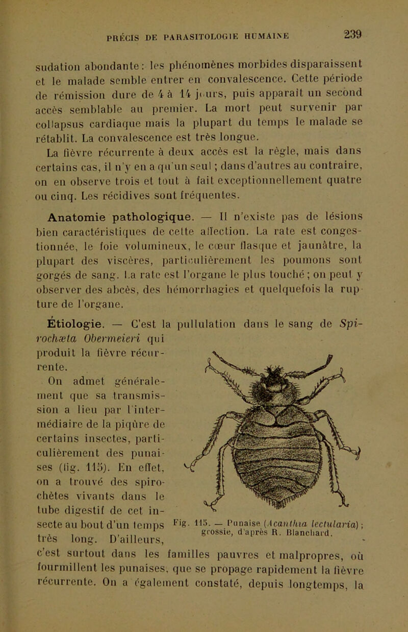 sudation abondante: les pliénoinènes morbides disparaissent et le malade semble entrer en convalescence. Cette période de rémission dure de 4 à 14 ji urs, puis apparaît un second accès semblable au premier. La mort peut survenir par collapsus cardiaque mais la plupart du temps le malade se rétablit. La convalescence est très longue. La lièvre récurrente à deux accès est la règle, mais dans certains cas, il n'y en a qu’un seul ; dans d’autres au contraire, on en observe trois et tout à fait exceptionnellement quatre ou cinq. Les récidives sont fréquentes. Anatomie pathologique. — Il n’existe pas de lésions bien caractéristiques de celte allection. La rate est conges- tionnée, le foie volumineux, le cœur llasipie et jaunâtre, la plupart des viscères, particulièrement les poumons sont gorgés de sang. La rate est l’organe le plus loucbé; on peul y observer des abcès, des hémorrhagies et quelquefois la rup ture de l’organe. Étiologie. — C’est la pullulation dans le sang de Spi rochæta Obermeieri qui produit la fièvre récur- rente. On admet générale- ment que sa transmis- sion a lieu par l inter- médiaire de la piqûre de certains insectes, parti- culièrement des punai- ses (lig. 11b). En elïet, on a trouvé des spiro- chètes vivants dans le tube digestif de cet in- secte au bout d’un temps très long. D’ailleurs, c’est surtout dans les familles pauvres et malpropres, où fourmillent les punaises, que se propage rapidement la lièvre récurrente. On a également constaté, depuis longtemps, la Fig. 113. — Punaise (Acantlua lecliilaria)-, grossie, d’après R. Blanchard.