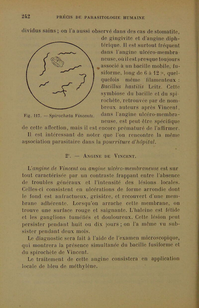 (lividus sains ; on l’a aussi observé dans des cas de stomatite, de gingivite et d'angine diph- térique. II est surtout fréquent dans l’angine ulcéro-membra neuse,oùilest presque toujours ^associé à un bacille mobile, fu- siforme, long de G à 12 y-, quel- quefois même filamenteux : Bacillus hastilis Leilz. Celle symbiose du bacille et du spi- rochète, retrouvée par de nom- breux auteurs après Vincent, Fig. 117. -Spirochæia Vinceiiti. dans l’angine ulcéro-membra- neuse, est peut être spécifique de cette affection, mais il est encore prématuré de raffirmer. Il est intéressant de noter que l’on rencontre la même association parasitaire dans la pourriture d’hôpital. 2°. — Angine de Vincent. L’angine de Vincent ou angine ulcéro-memhraneuse est sur tout caractérisée par un contraste frappant entre l’absence de troubles généraux et l’iiiteusité des lésions locales. Celles-ci consistent en ulcérations de forme arrondie dont le fond est anfractueux, grisâtre, et recouvert d’une mem- brane adhérente. Lorsqu’on arrache cette membrane, on trouve une surface rouge et saignante. L’haleine est fétide et les ganglions tuméliés et douloureux. Cette lésion jieut persister pendant huit ou dix jours ; on l'a même vu sub- sister pendant deux mois. Le diagnostic sera fait à l’aide de l’examen microscopique, qui montrera la présence simultanée du bacille fusiforme et du spirochète de Vincent. Le traitement de cette angine consistera en application locale de bleu de méthylène.