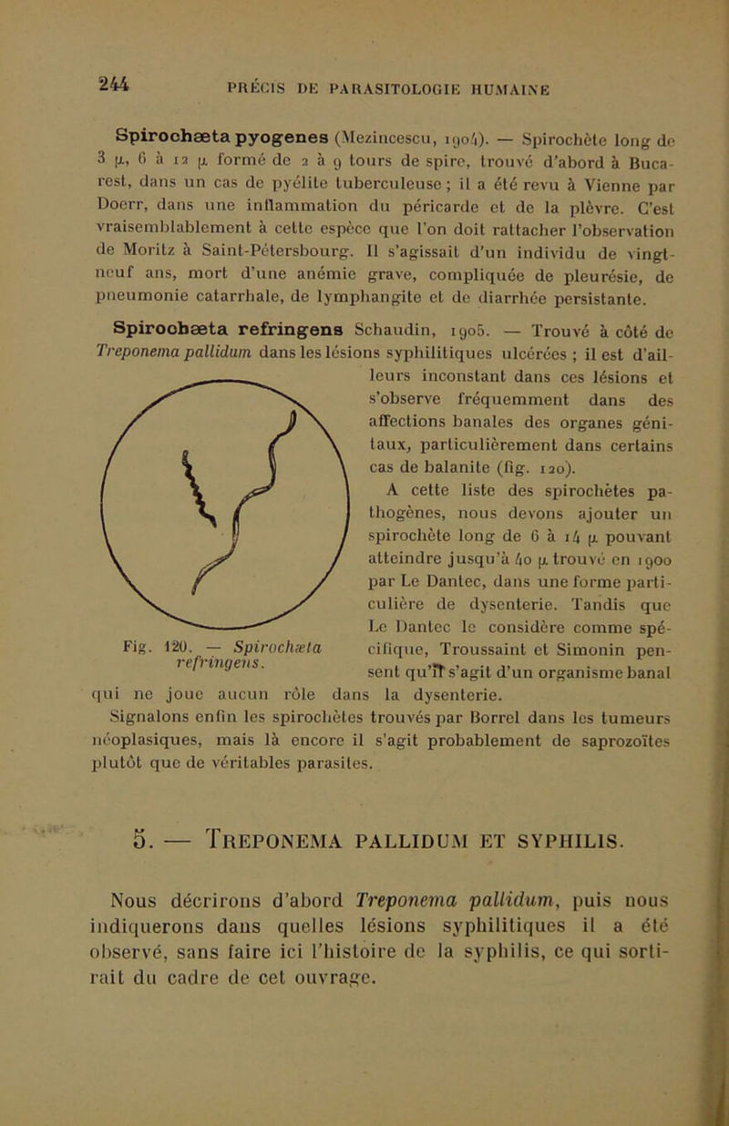 Spirochæta pyogenes (Mezincescu, 1904). — Spirochète long de 3 |x, C à 12 [X formé de 2 à 9 tours de spire, trouvé d’abord à Buca- rest, dans un cas de pyélite tuberculeuse; il a été revu à Vienne par Doerr, dans une inllamniation du péricarde et de la plèvre. C’est vraisemblablement à cette espèce que l’on doit rattacher l’observation de Morilz à Saint-Pétersbourg. 11 s’agissait d’un individu de vingt- neuf ans, mort d’une anémie grave, compliquée de pleurésie, de pneumonie catarrhale, de lymphangite et de diarrhée persistante. Spiroobæta refringens Schaudin, 1905. — Trouvé à côté de Treponema pallidwn dans les lésions syphilitiques ulcérées; il est d'ail- qui ne joue aucun rôle dans la dysenterie. Signalons enfin les spirochètes trouvés par Borrel dans les tumeurs néoplasiques, mais là encore il s’agit probablement de saprozoïtes Ijlutôl que de véritables parasites. 5. — Treponema pallidum et syphilis. Nous décrirons d’abord Treponema pallidum, puis nous indiquerons dans quelles lésions syphilitiques il a été observé, sans faire ici l’histoire de la syphilis, ce qui sorti- rait du cadre de cet ouvrage. leurs inconstant dans ces lésions et s’observe fréquemment dans des affections banales des organes géni- taux, particulièrement dans certains cas de balanite (fig. 120). Fig. 120. — Spirochæta refringens. A cette liste des spirochètes pa- thogènes, nous devons ajouter un spirochète long de 6 à i4 (x pouvant atteindre jusqu’à 4o [x trouvé en 1900 j>ar Le Dantec, dans une forme iiarti- culière de dysenterie. Tandis que Le Dantec le considère comme spé- cifique, Troussaint et Simonin pen- sent qu’îT s’agit d’un organisme banal