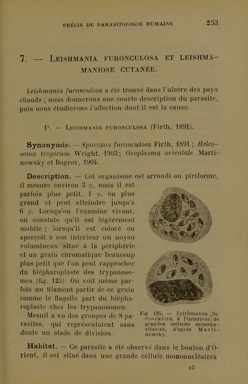 7, — Leishmania furonculosa et leishma- MANIOSE CUTANÉE. Leishmania furonculosa a été trouvé dans l’ulcère des pays chauds ; nous donnerons une courte description du parasite, puis nous étudierons l’adection dont il est la cause. 1°. — Leishmania furonculosa (Firth, 1891). Synonymie. — Sporozoa fu7'onculosa Firth, 1891 ; Helco- soma tropicum Wright, 1903; Ocoplasma orientale Marti- nowsky et Bogrov, 1904. Description. — Cet organisme est arrondi ou piriforine. il mesure environ 3 ,u, mais il est parfois plus petit, 1 a, ou plus grand et peut atteindre jusqu’à 6 [J.. Lorsqu’on l’examine vivant, on constate qu’il est légèrement mobile ; lorsqu’il est coloré on aperçoit à son intérieur un noyau volumineux situé à la périphérie et un grain chromatique beaucoup plus petit que l’on peut rapprocher du blépharoplaste des trypanoso- mes (lig. 125). On voit même par- fois un filament partir de ce grain comme le flagelle part du blépha- roplaste chez les trypanosomes. Mesnil a vu des groupes de 8 pa- rasites, qui représentaient sans doute un stade de division. Fig 125. — Leishmania [fu- ruiiculosa. à l’intérieur.de grandes cellules mononu- cléaires, d’après Marli- nowsky. Habitat. — Ce parasite a été observé dans le bouton d’O- rient, il est situé dans une grande cellule monouucléaireà