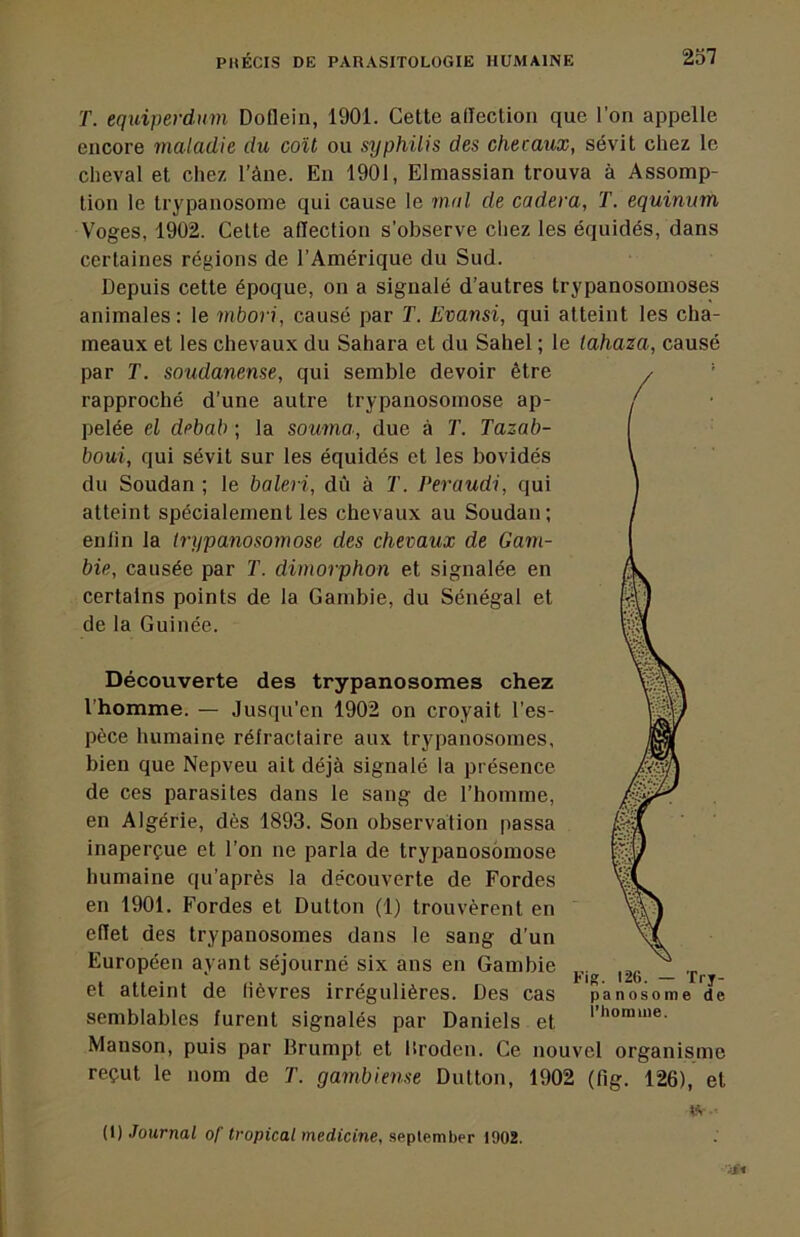 T. equiperdum Doflein, 1901. Cette allection que l’on appelle encore maladie du coU ou syphilis des checaux, sévit chez le cheval et chez l’àne. En 1901, Elmassian trouva à Assomp- tion le trypanosome qui cause le mal de cadera, T. equinum Voges, 1902. Cette allection s’observe chez les équidés, dans certaines régions de l’Amérique du Sud. Depuis cette époque, on a signalé d’autres trypanosomoses animales: le mbori, causé par T. Evansi, qui atteint les cha- meaux et les chevaux du Sahara et du Sahel ; le lahaza, causé par T. soudanense, qui semble devoir être rapproché d’une autre trypanosomose ap- pelée el debab ; la somma, due à T. Tazab- boui, qui sévit sur les équidés et les bovidés du Soudan ; le baleri, dû à T. Peraudi, qui atteint spécialement les chevaux au Soudan; enlin la trypanosomose des chevaux de Gam- bie, causée par T. dimorphon et signalée en certains points de la Gambie, du Sénégal et de la Guinée. Découverte des trypanosomes chez l’homme. — Jusqu’en 1902 on croyait l’es- pèce humaine réfractaire aux trypanosomes, bien que Nepveu ait déjà signalé la présence de ces parasites dans le sang de l’homme, en Algérie, dès 1893. Son observation passa inaperçue et l’on ne parla de trypanosomose humaine qu’après la découverte de Fordes en 1901. Fordes et Dutton (1) trouvèrent en effet des trypanosomes dans le sang d’un Européen ayant séjourné six ans en Gambie et atteint de fièvres irrégulières. Des cas semblables furent signalés par Daniels et Manson, puis par Brumpt et Uroden. Ce nouvel organisme reçut le nom de T. gambiense Dutton, 1902 (fig. 126), et lA (1) Journal of tropical medicine, seplember 1902.